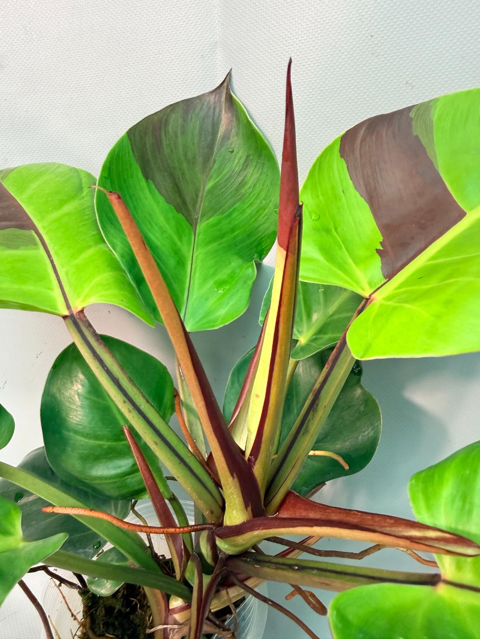 Philodendron Yellow Flame variegata 07