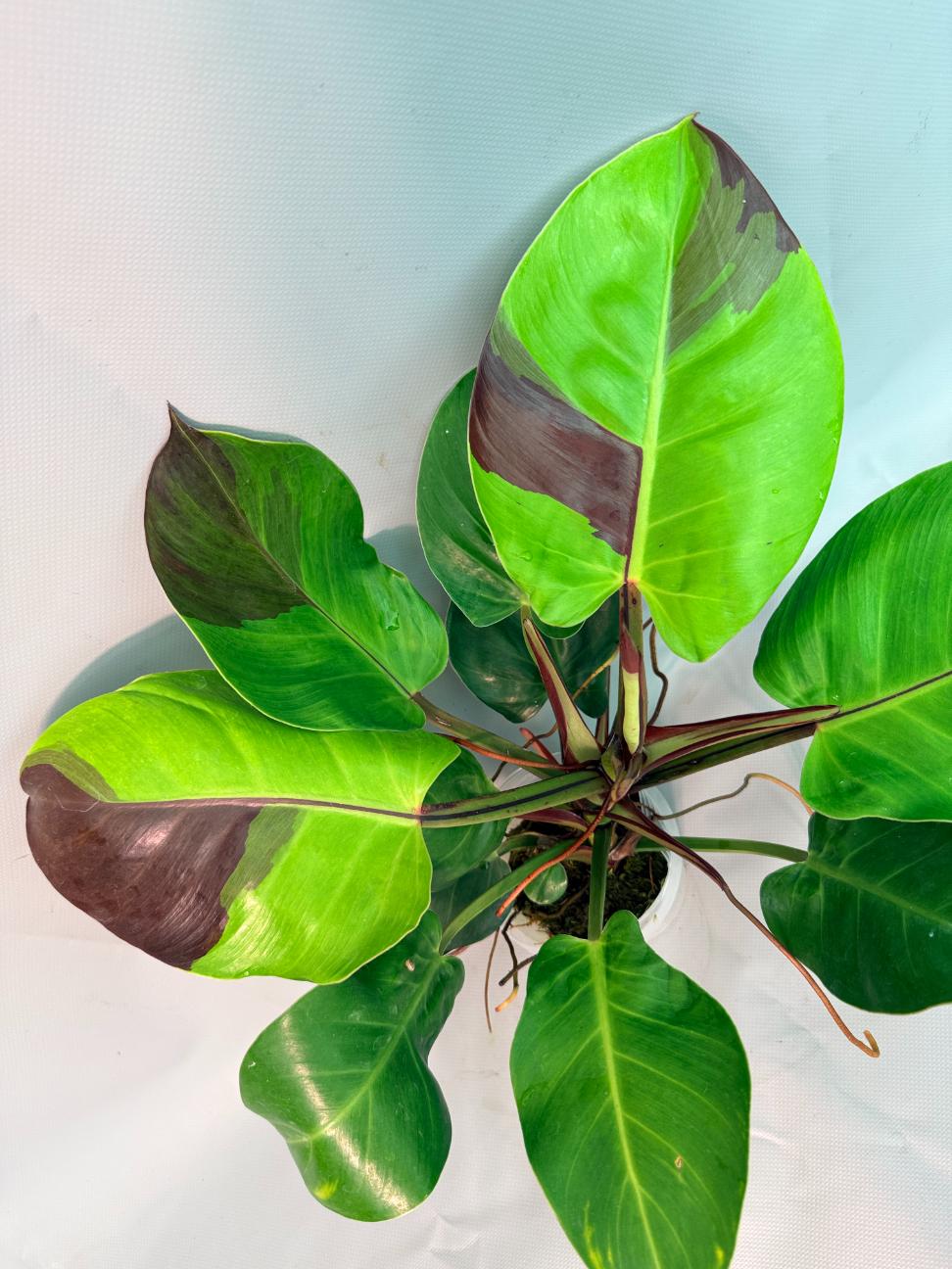 Philodendron Yellow Flame variegata 08