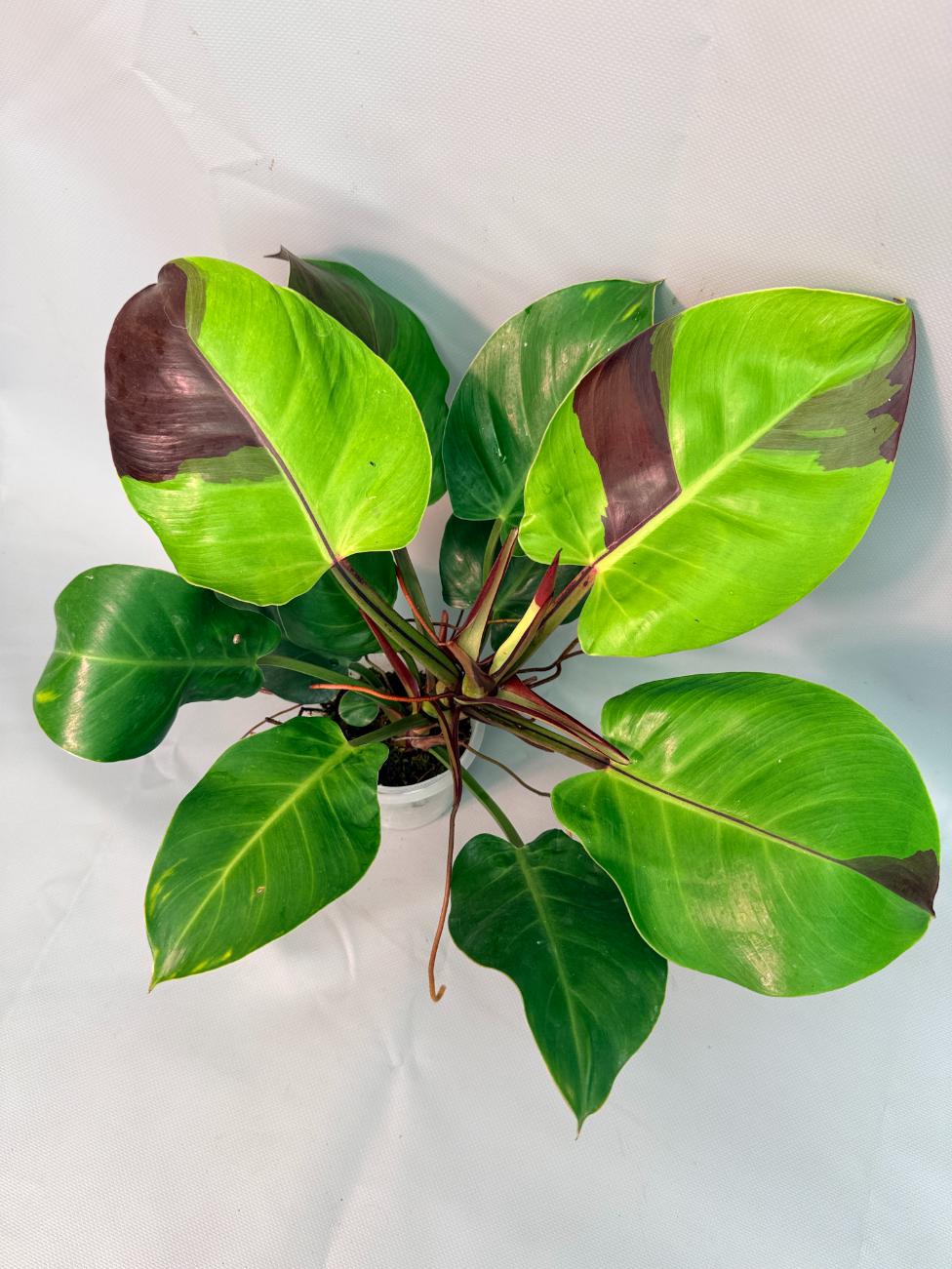 Philodendron Yellow Flame variegata 01