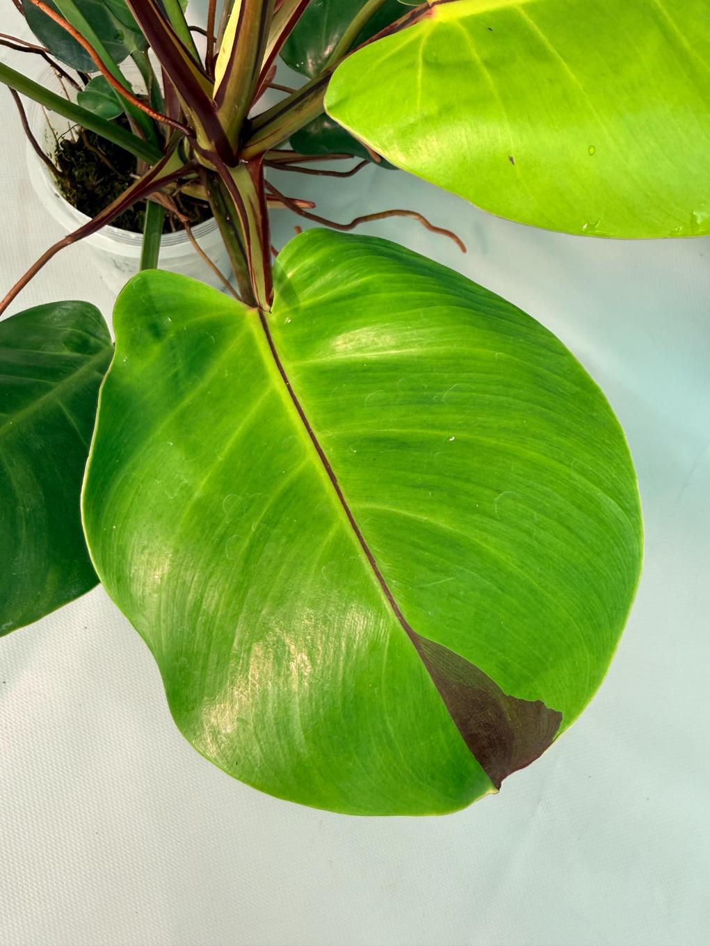 Philodendron Yellow Flame variegata 02