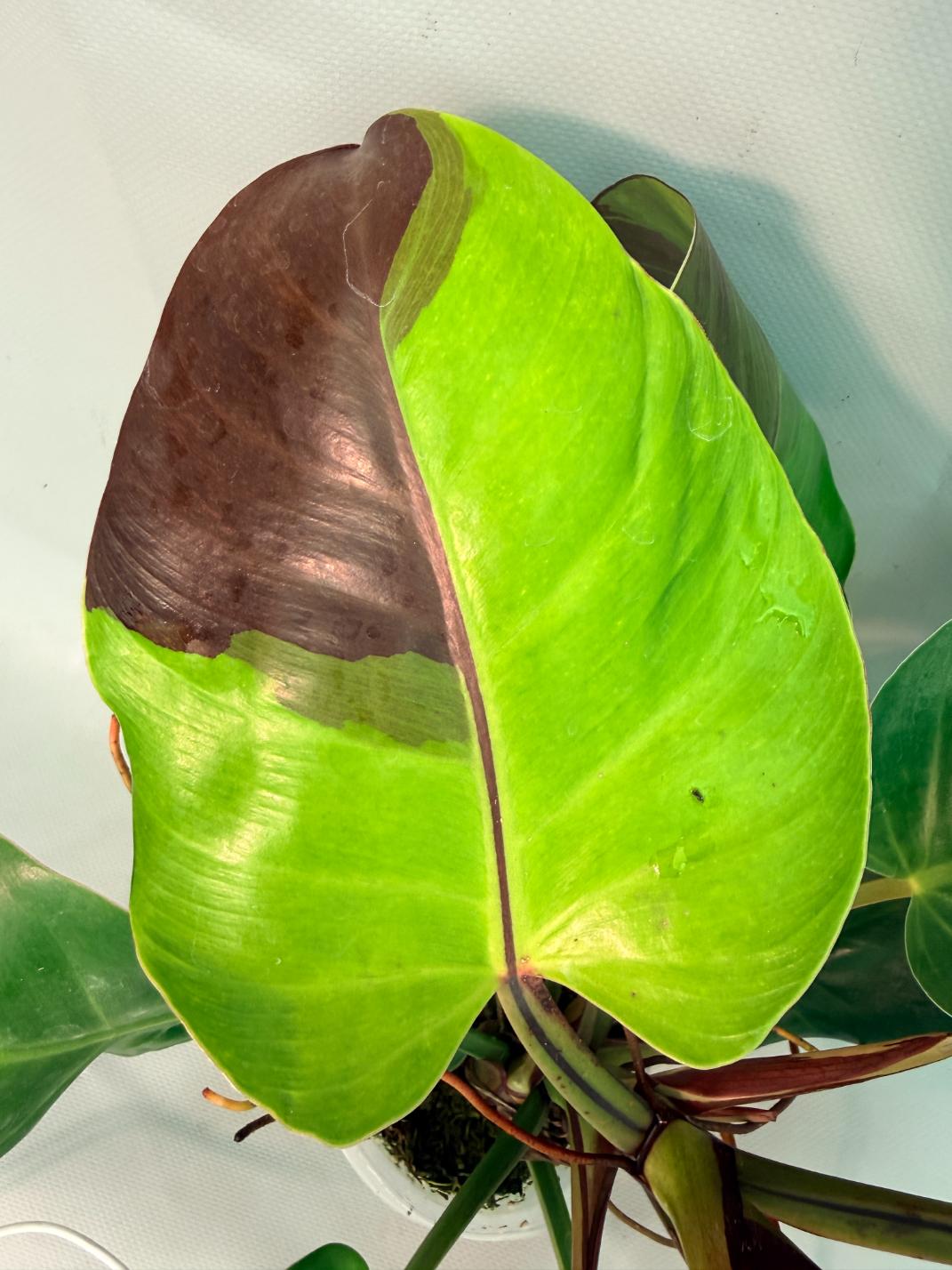 Philodendron Yellow Flame variegata 03