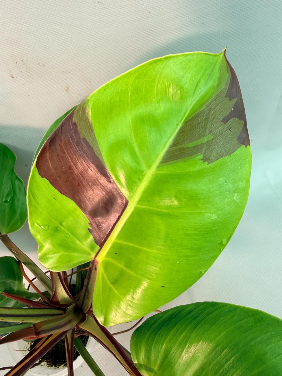 Philodendron Yellow Flame variegata 04