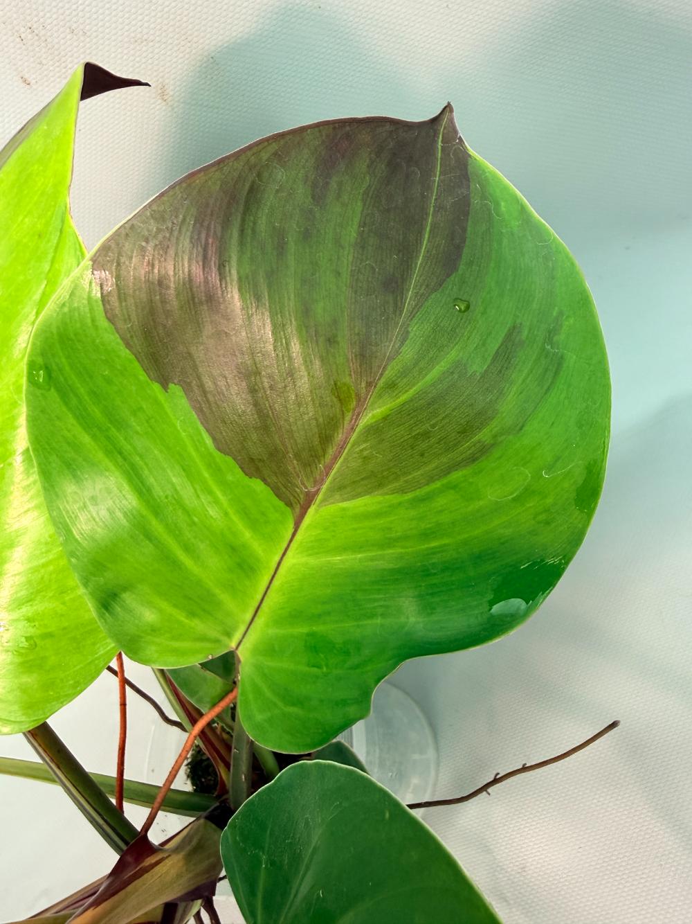 Philodendron Yellow Flame variegata 05