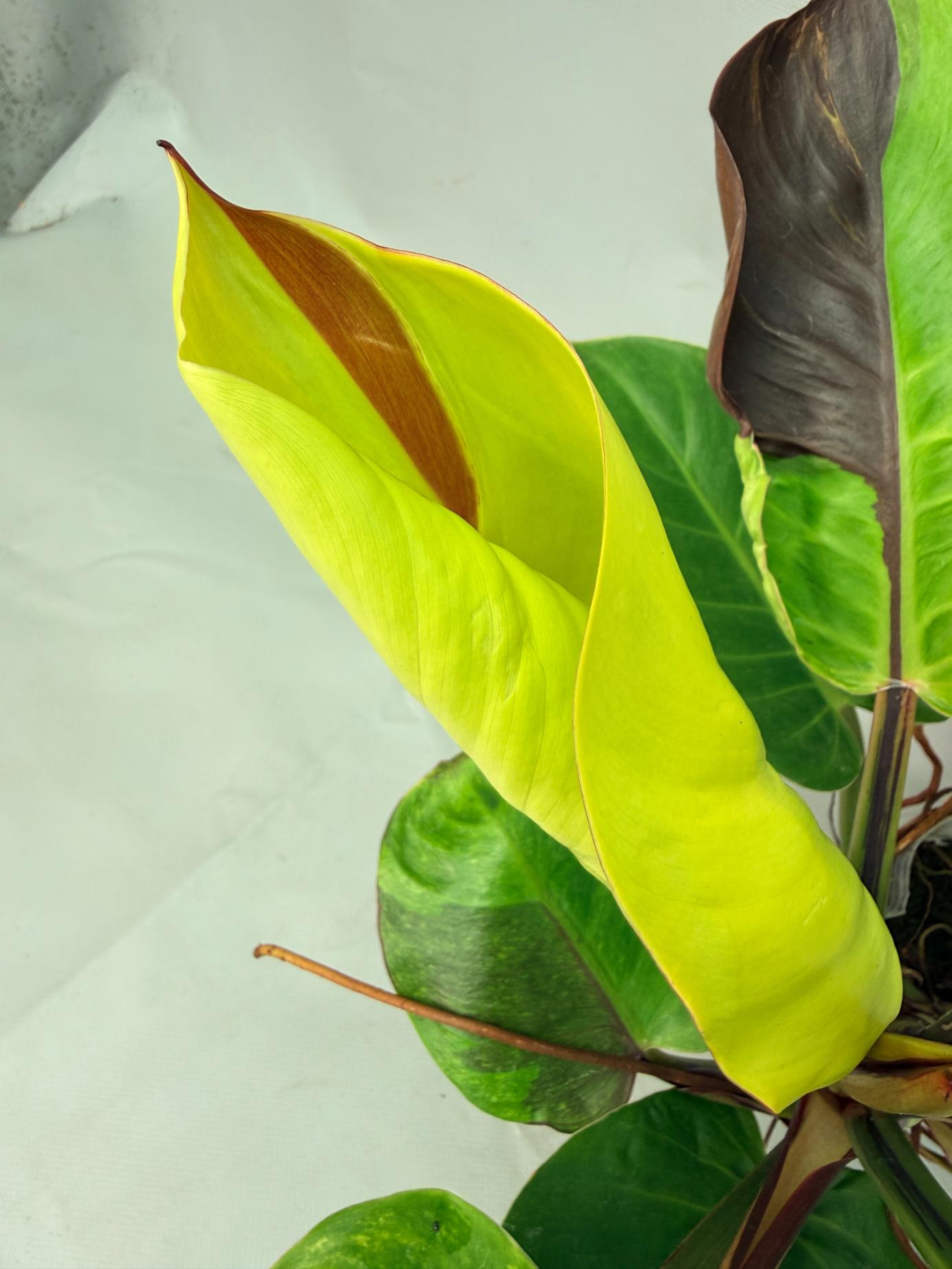 yellow philodendron leaf Philodendron Yellow Flame variegata