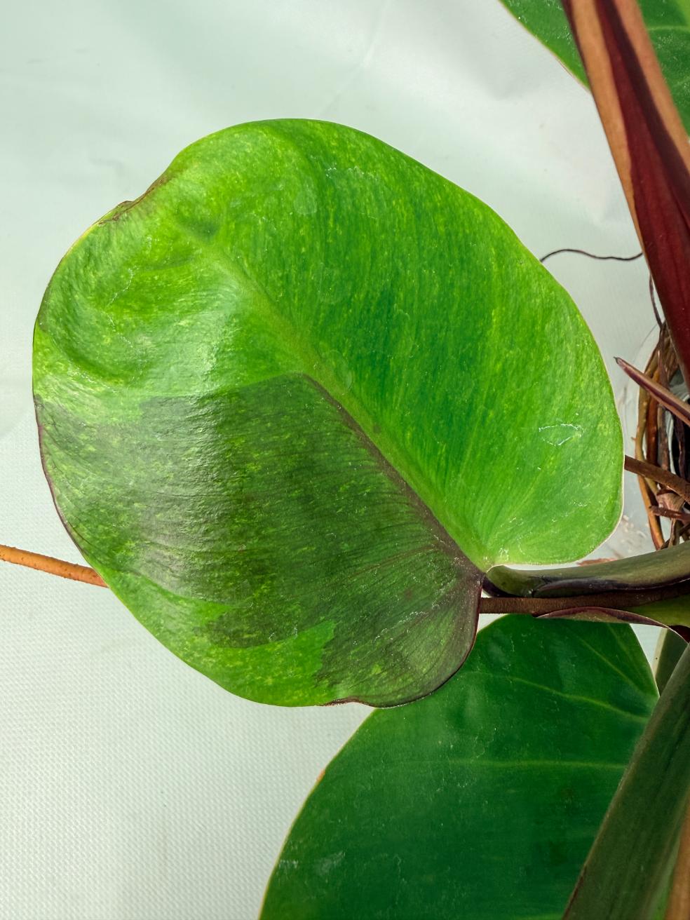 Philodendron Yellow Flame variegata | Welovetropicalplants