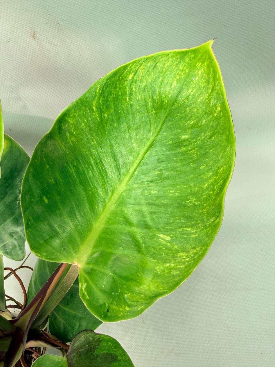 Philodendron Yellow Flame variegata | Welovetropicalplants