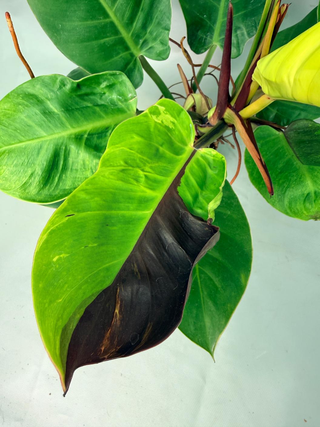 Philodendron Yellow Flame variegata | Welovetropicalplants