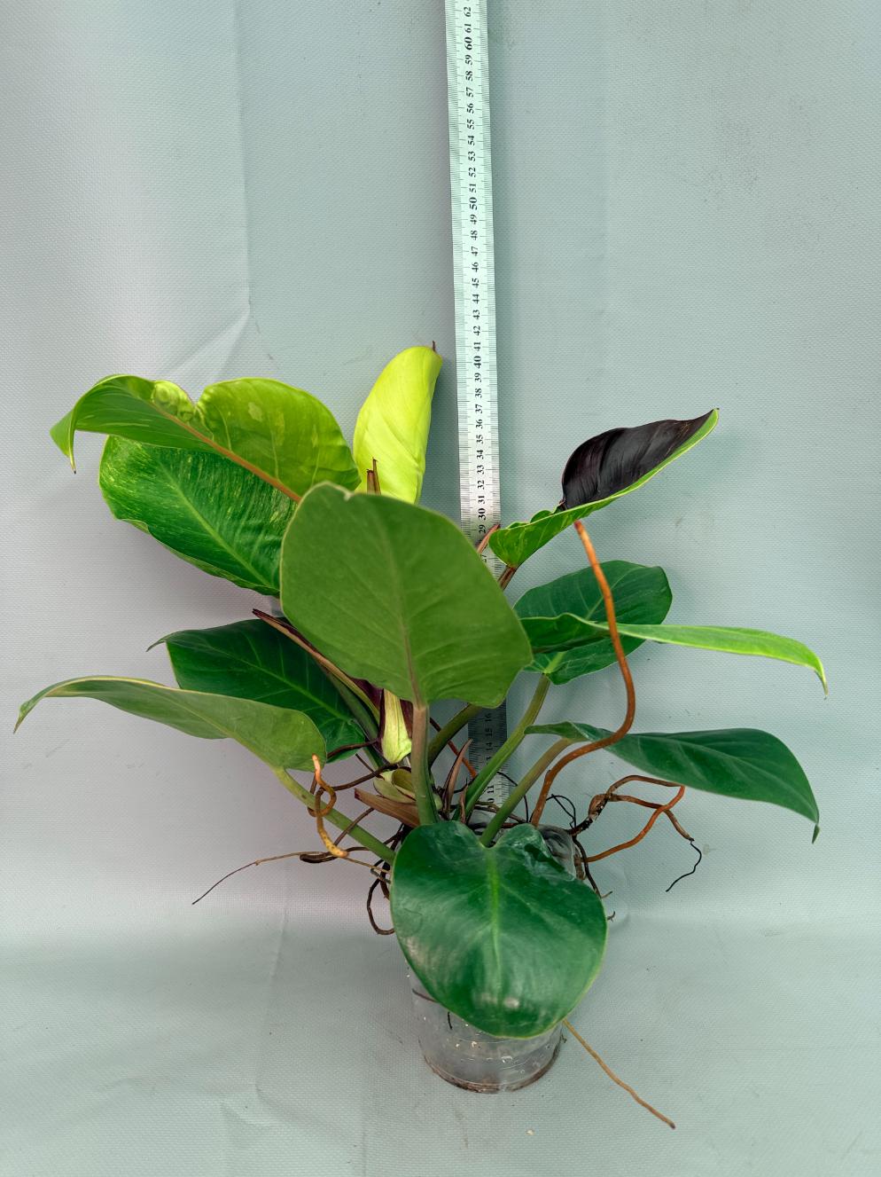 Philodendron Yellow Flame variegata | Welovetropicalplants