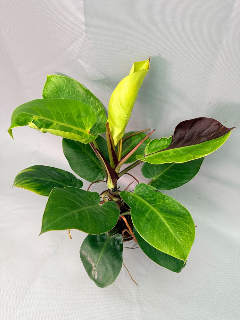 Philodendron Yellow Flame variegata 02