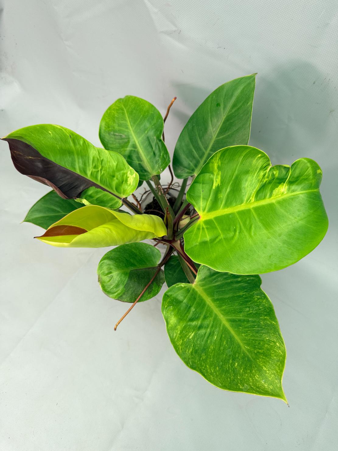 Philodendron Yellow Flame variegata 04