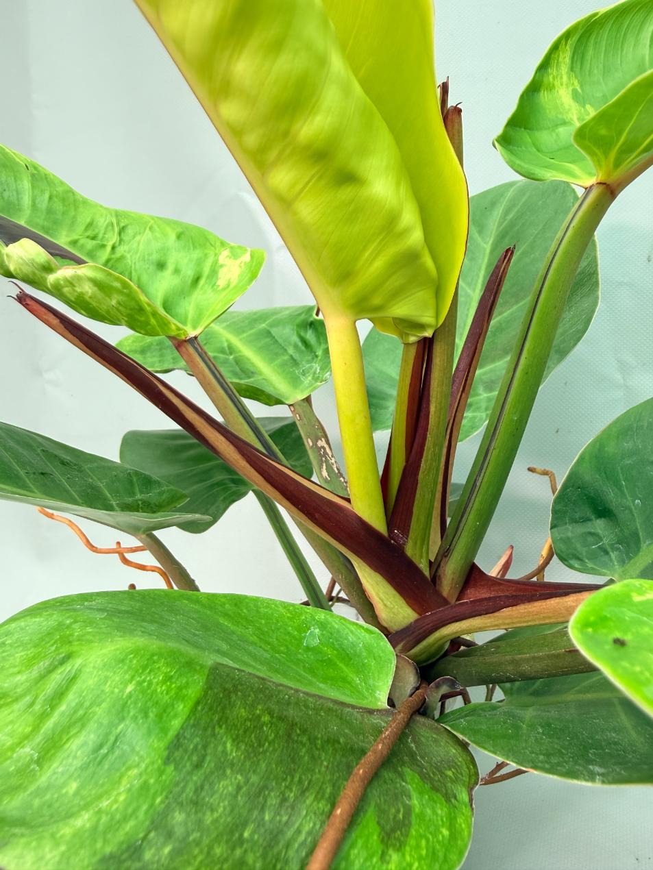 Philodendron Yellow Flame variegata | Welovetropicalplants