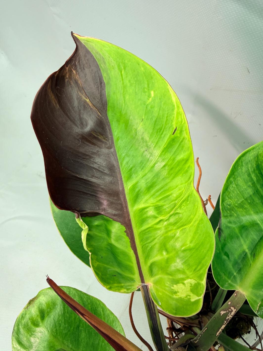Philodendron Yellow Flame variegata | Welovetropicalplants