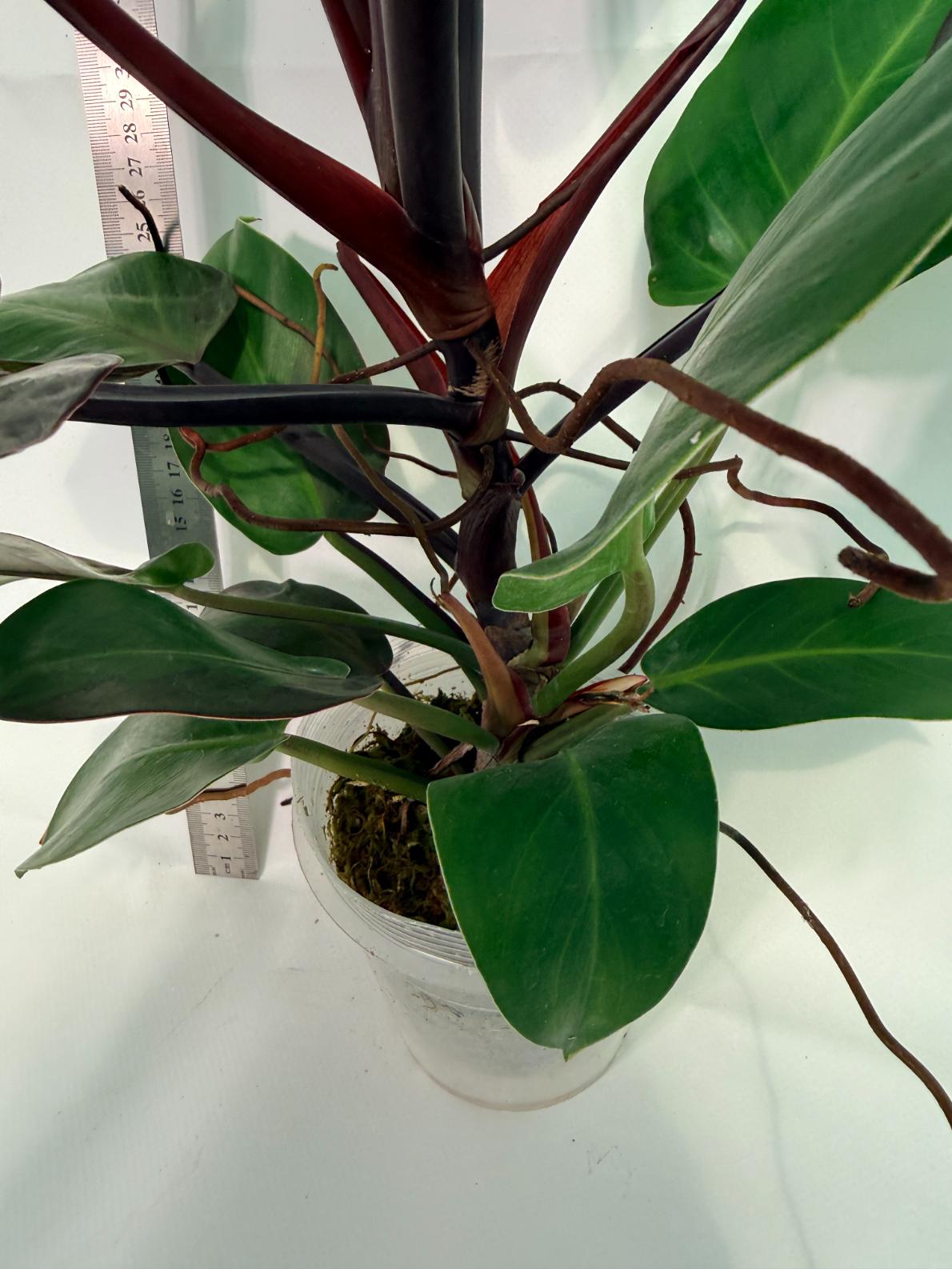 Philodendron Yellow Flame variegata 10