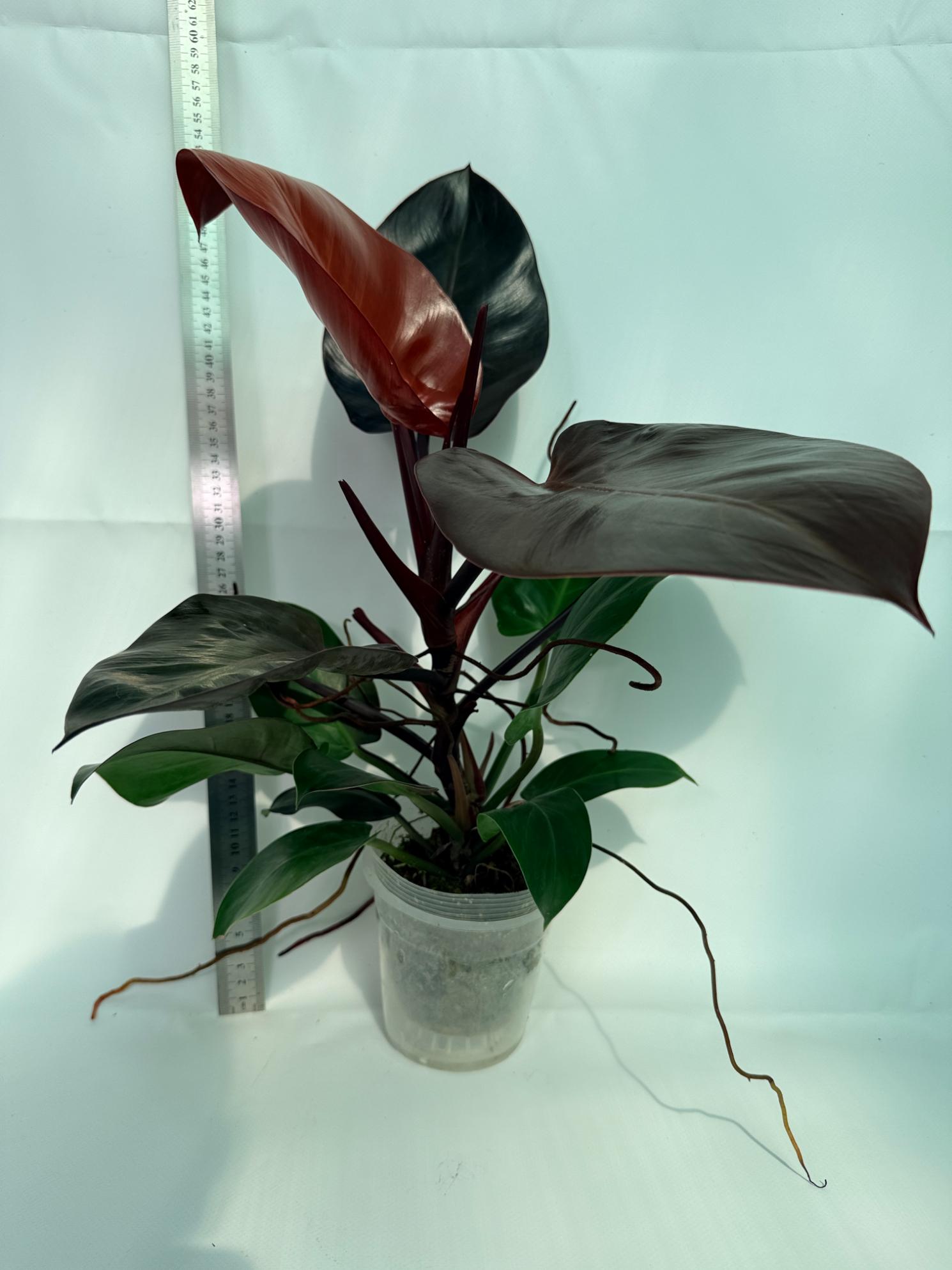 Philodendron Yellow Flame variegata 11