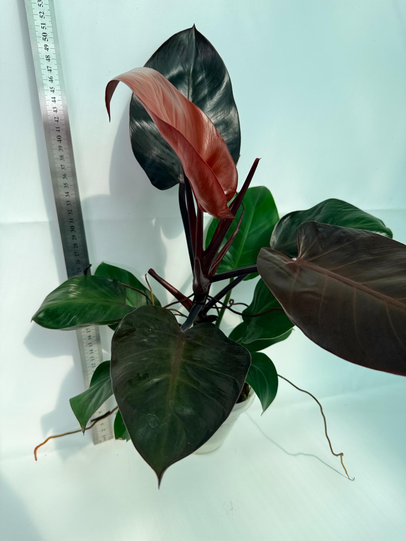 Philodendron Yellow Flame variegata 4
