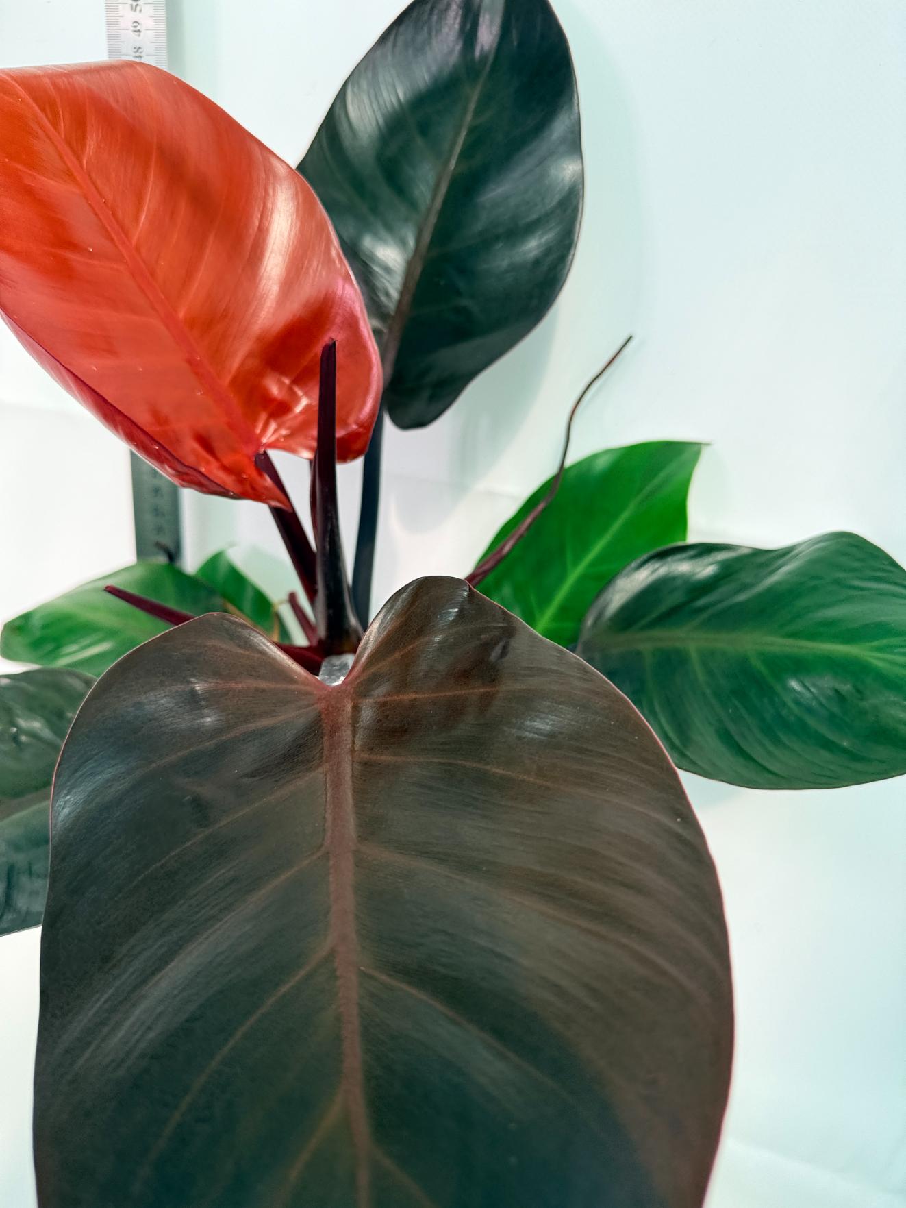 Philodendron Yellow Flame variegata 6