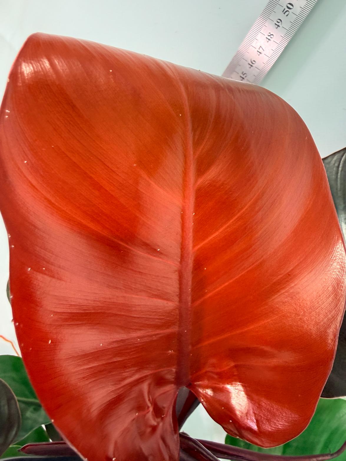 Philodendron Yellow Flame variegata 9