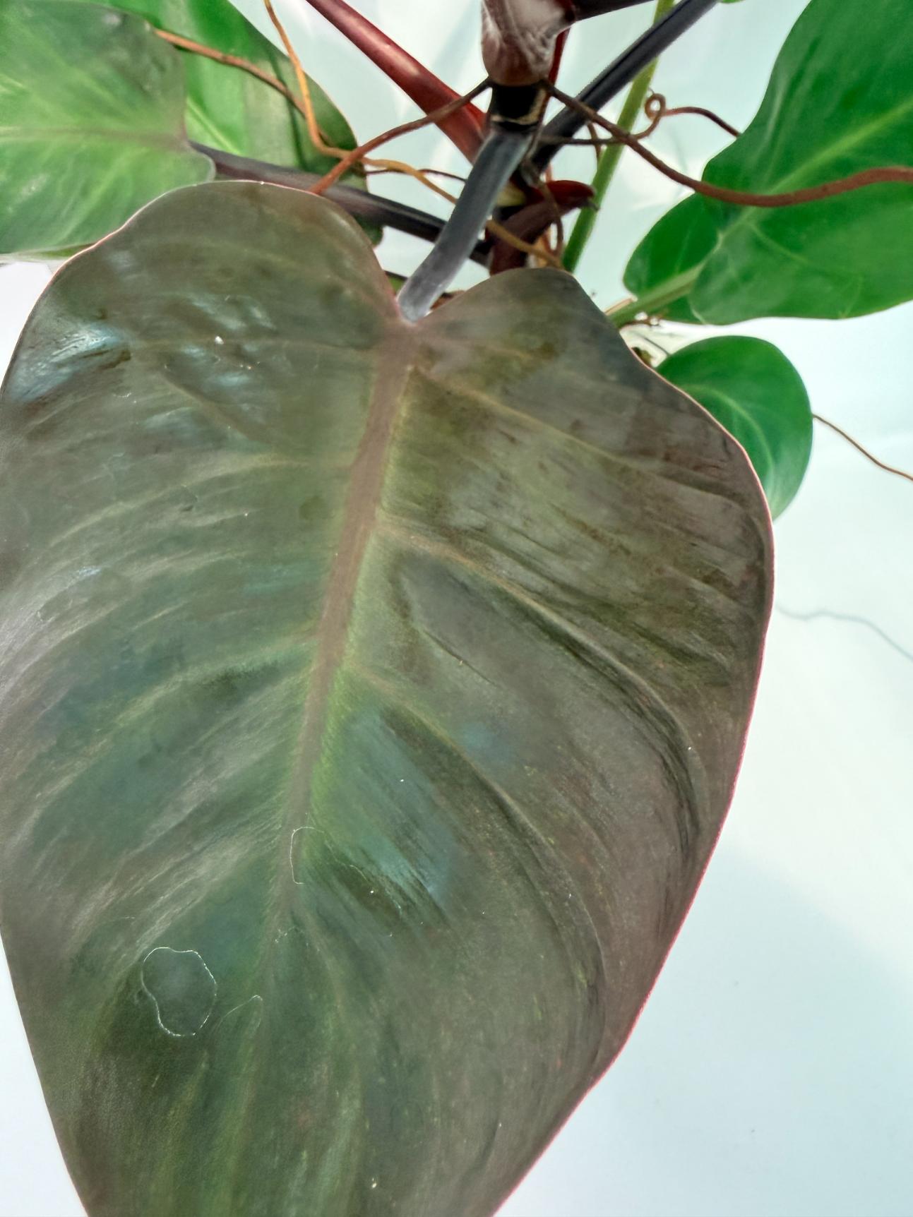 Philodendron Yellow Flame variegata 7