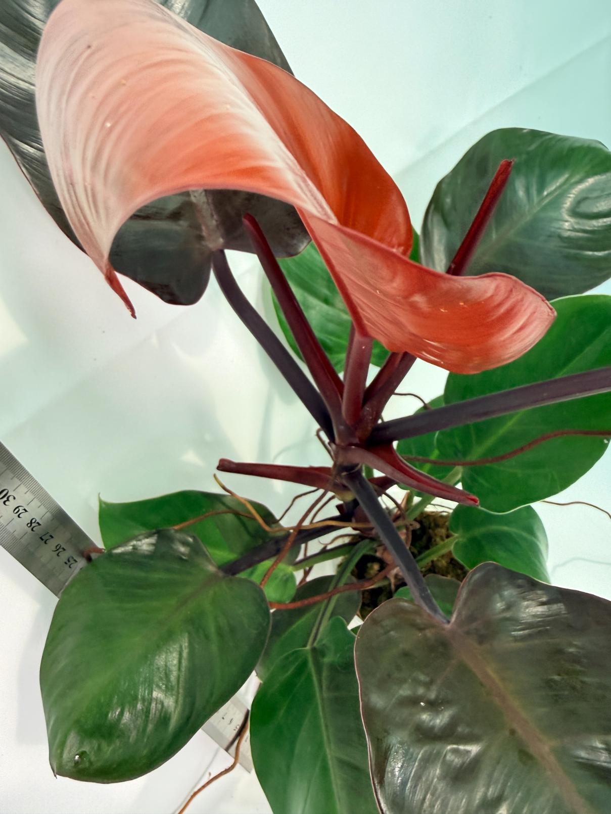 Philodendron Yellow Flame variegata 5