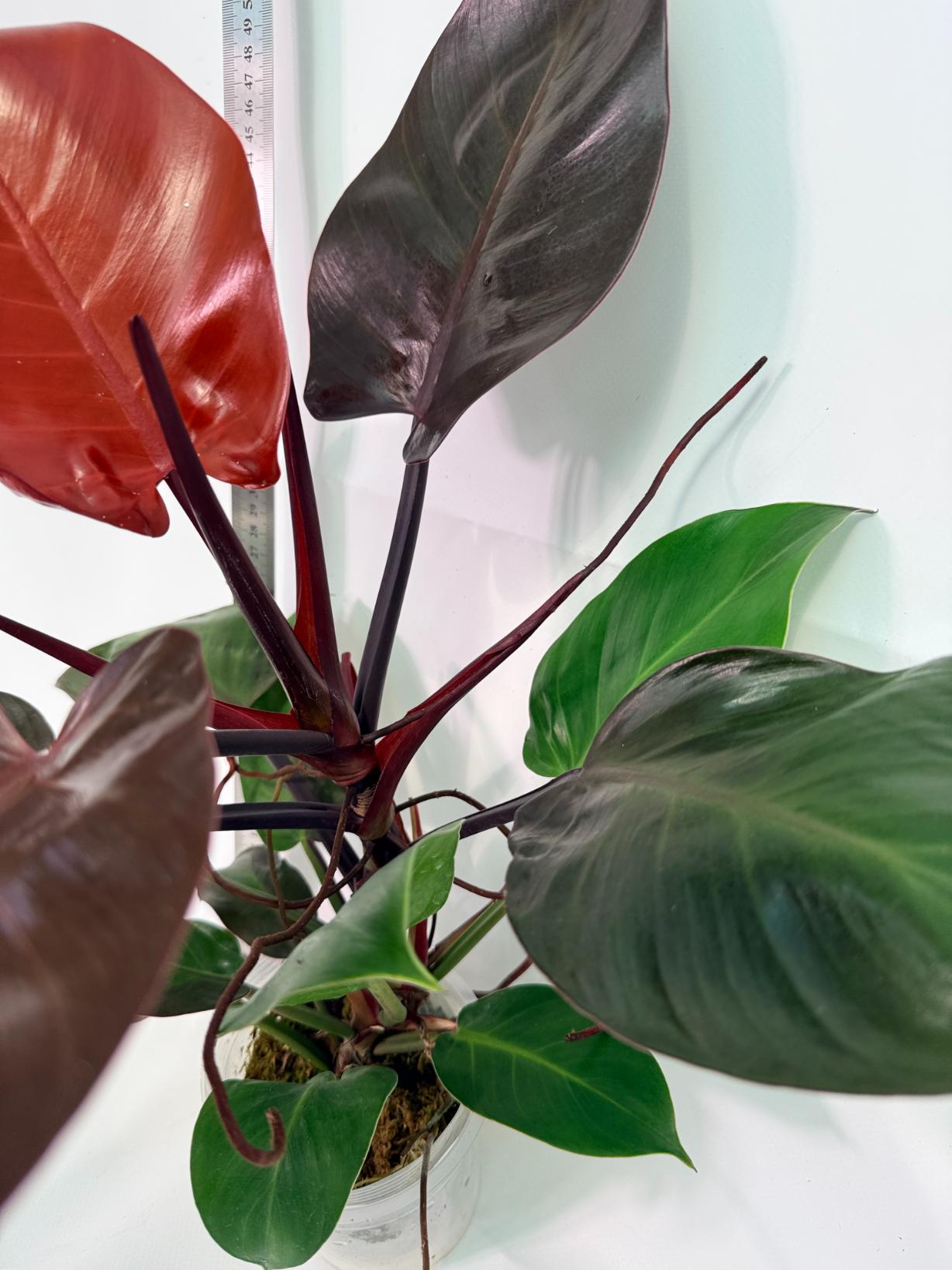 Philodendron Yellow Flame variegata 8