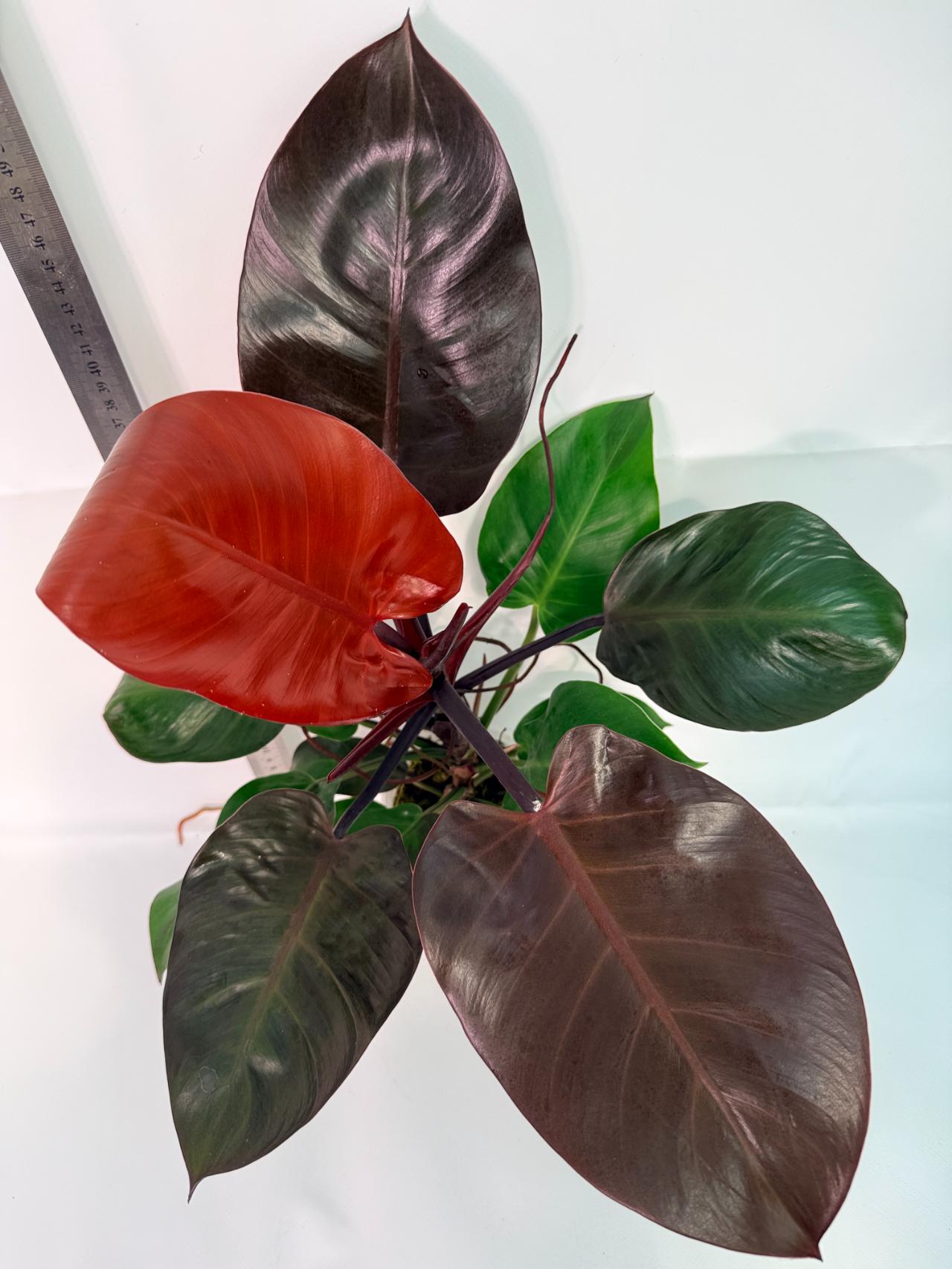 Philodendron Yellow Flame variegata 3