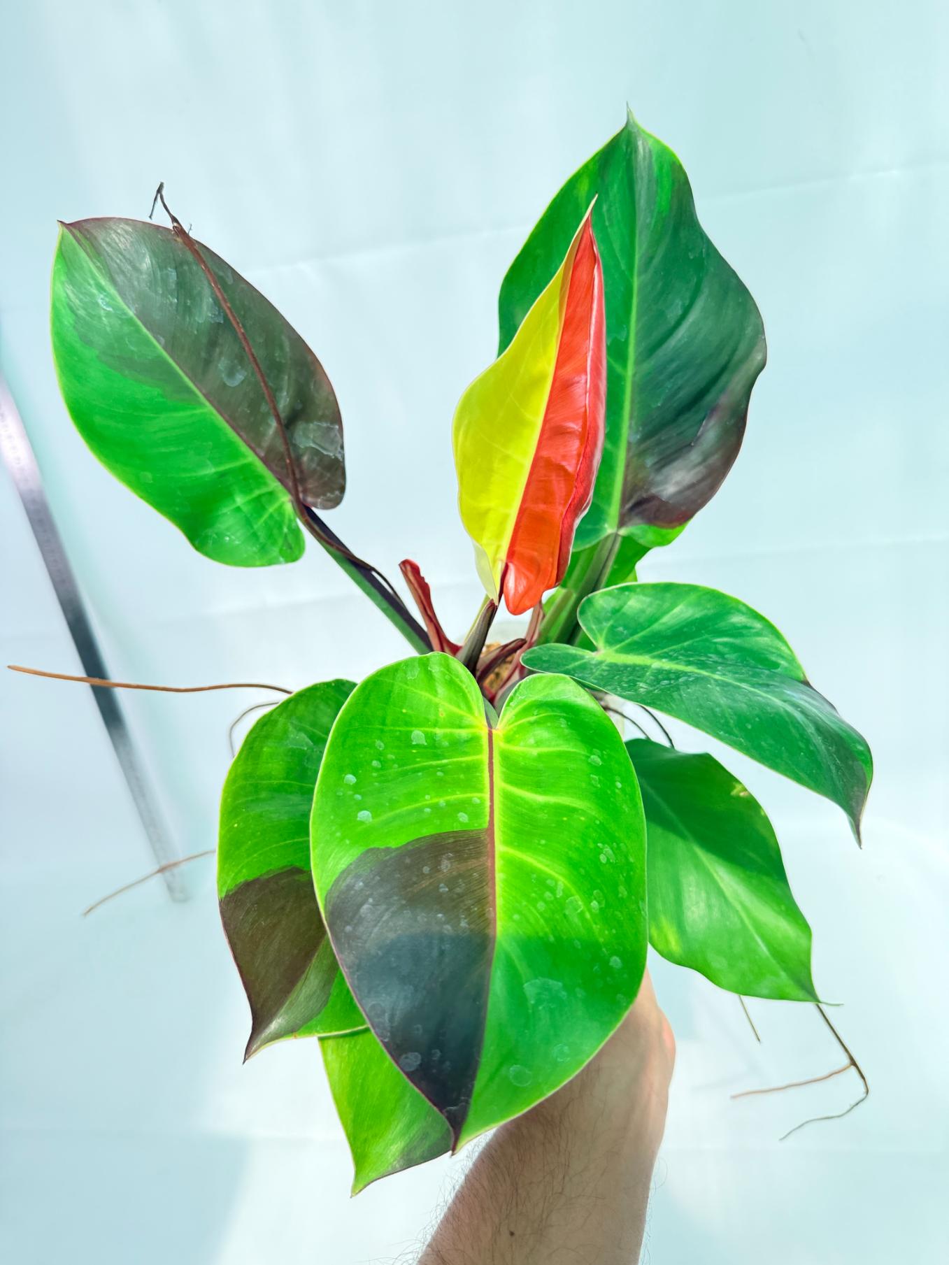 Philodendron Yellow Flame variegata 1