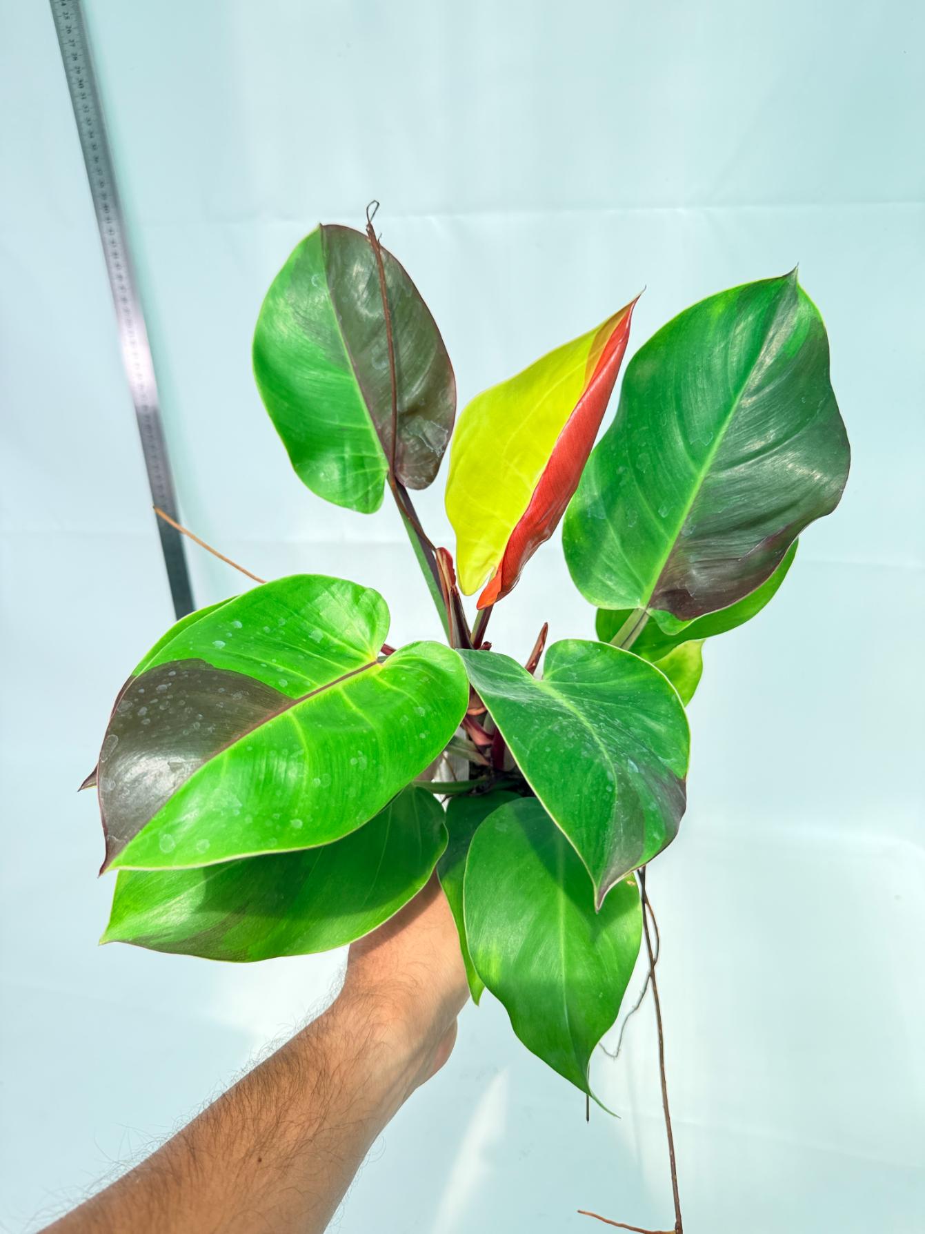 Philodendron Yellow Flame variegata 10