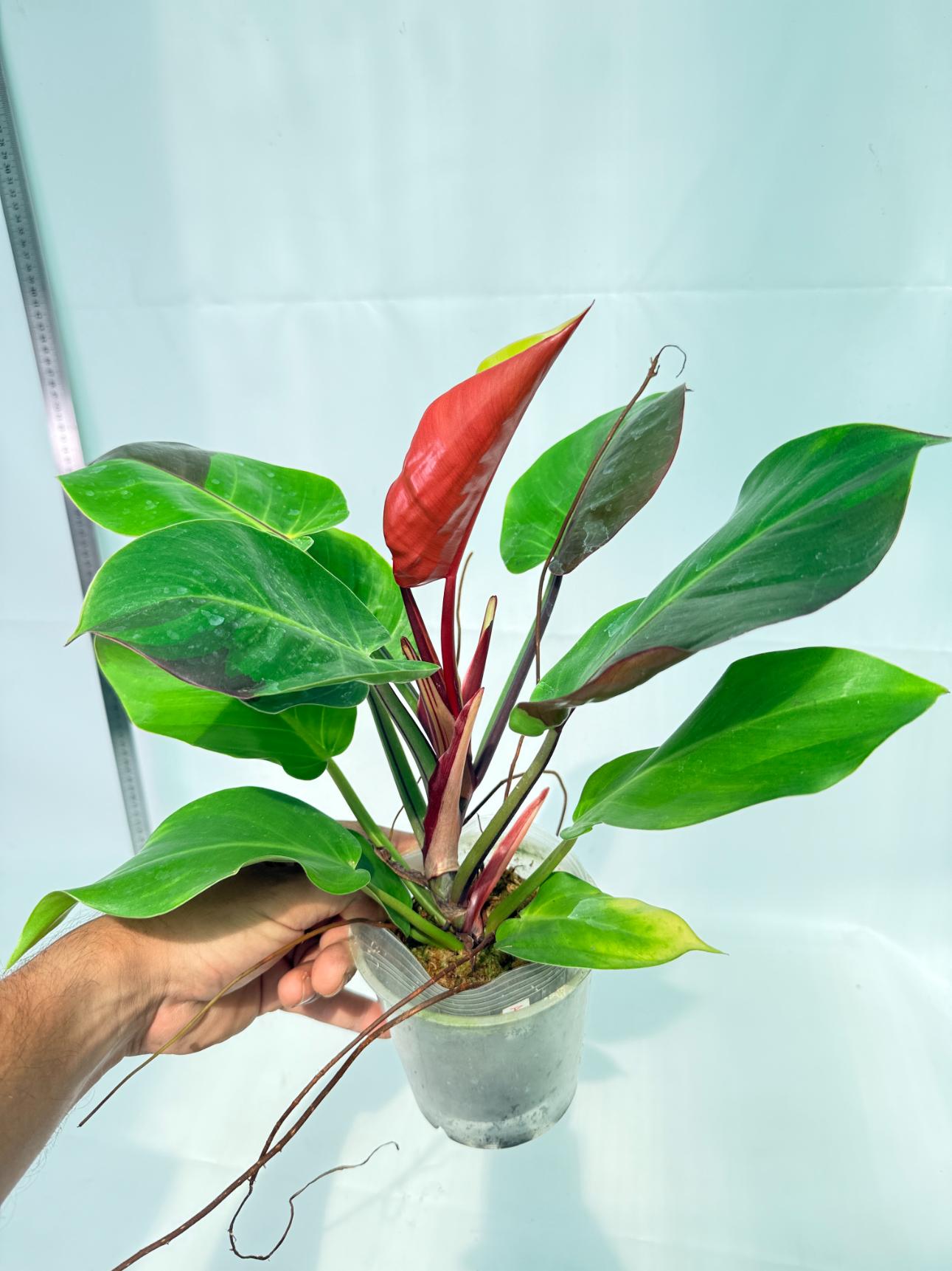 Philodendron Yellow Flame variegata 11