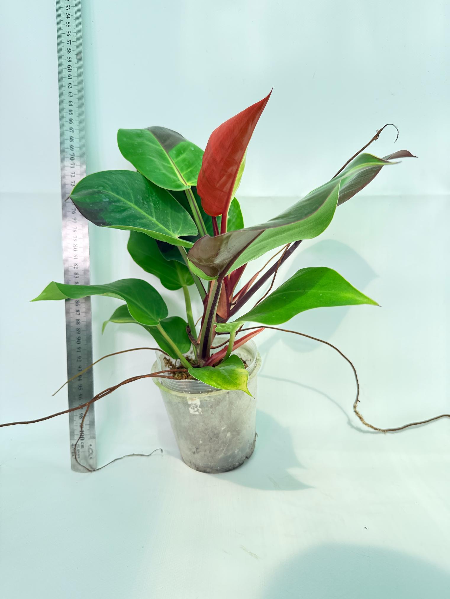 Philodendron Yellow Flame variegata 9