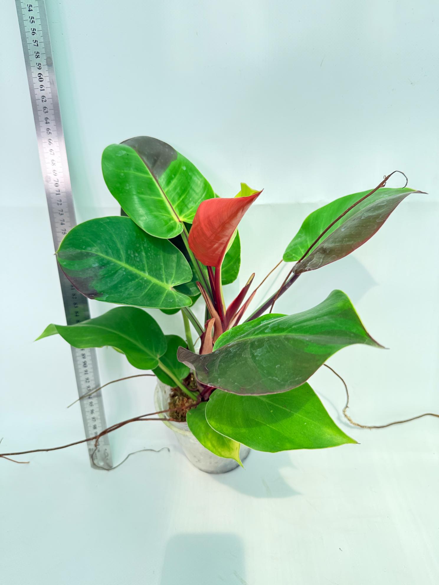 Philodendron Yellow Flame variegata 3