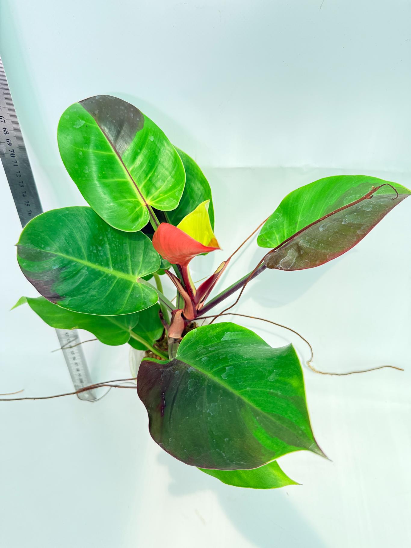 Philodendron Yellow Flame variegata 4