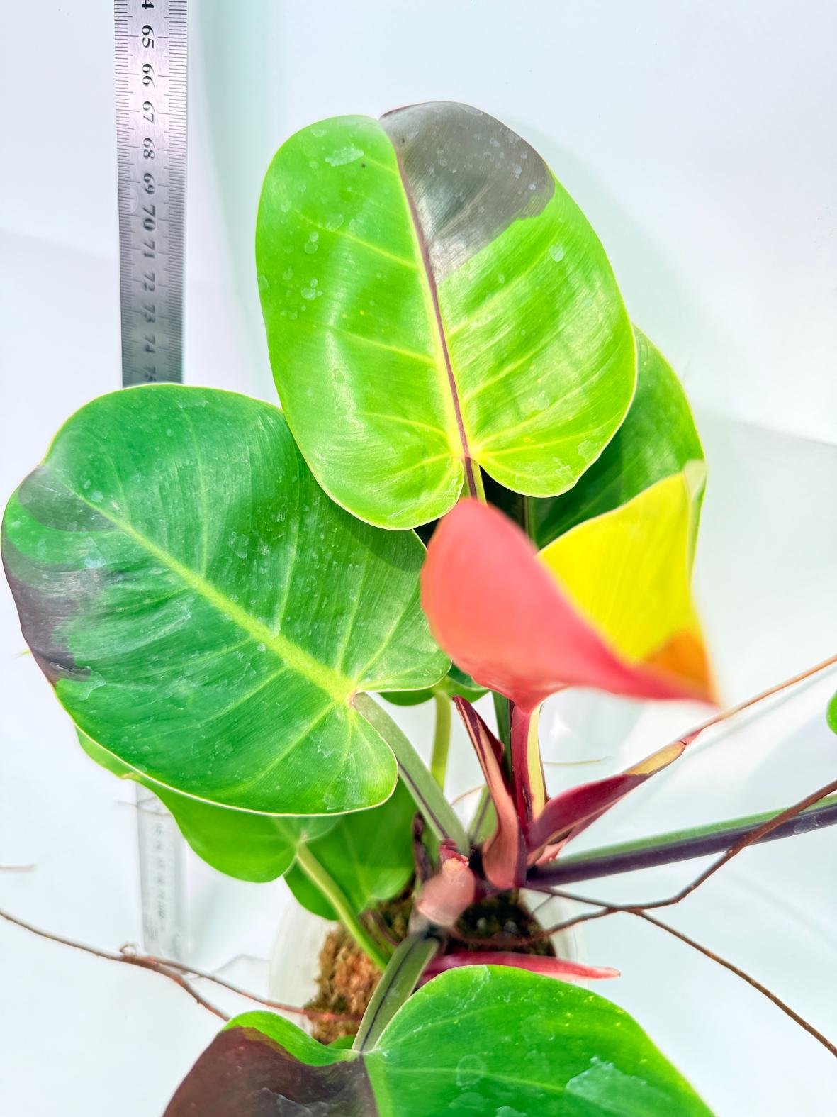 Philodendron Yellow Flame variegata 6