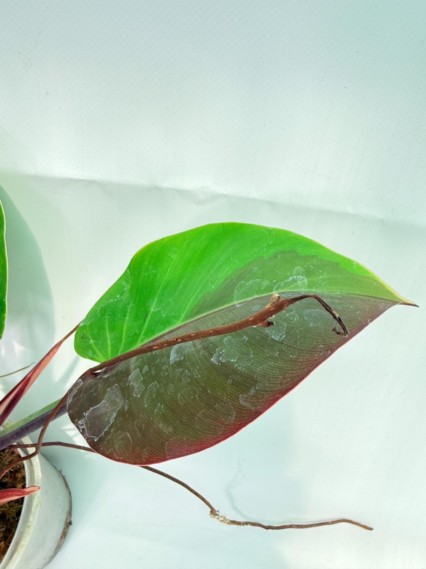 Philodendron Yellow Flame variegata 7