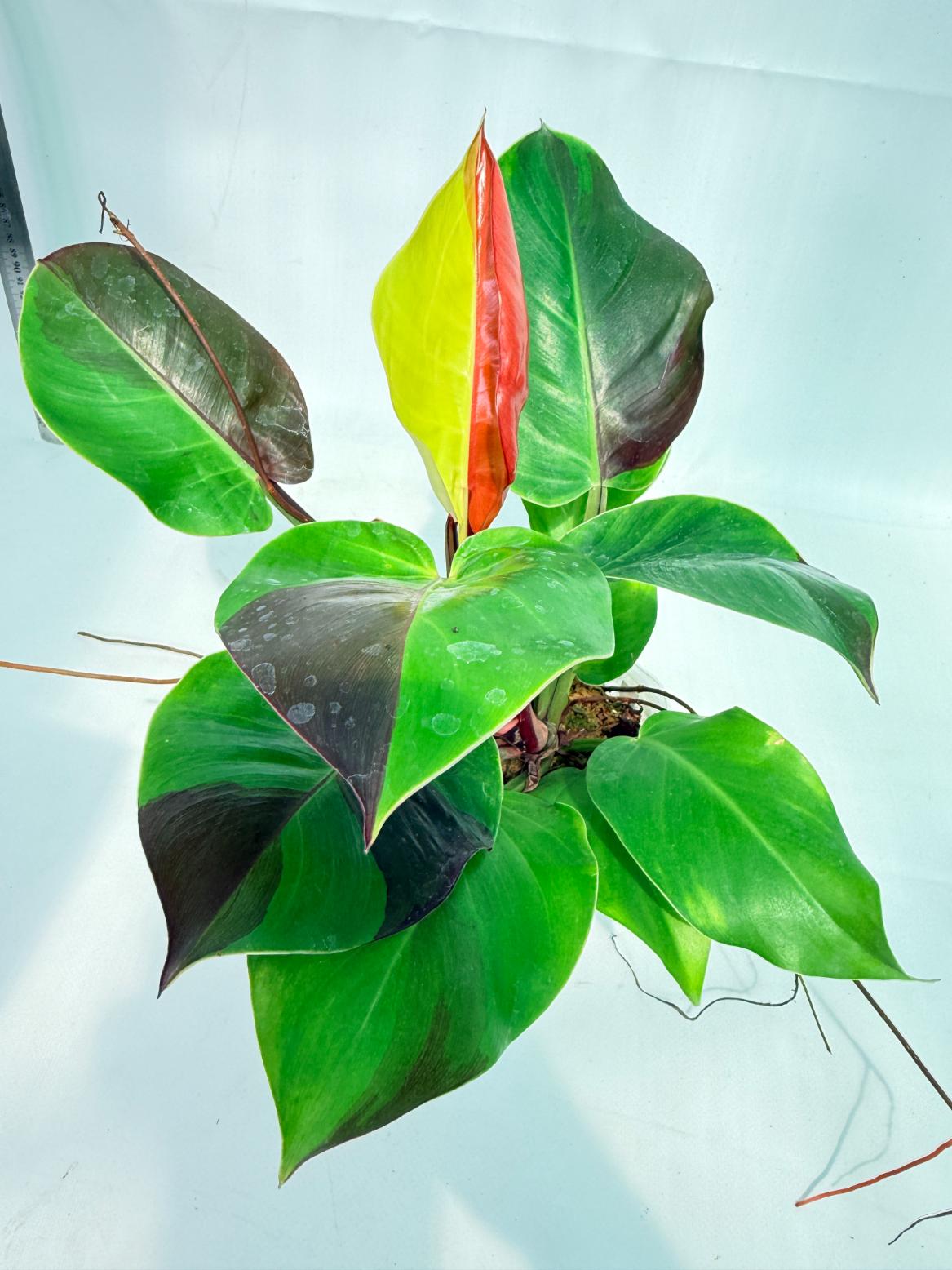 Philodendron Yellow Flame variegata 8