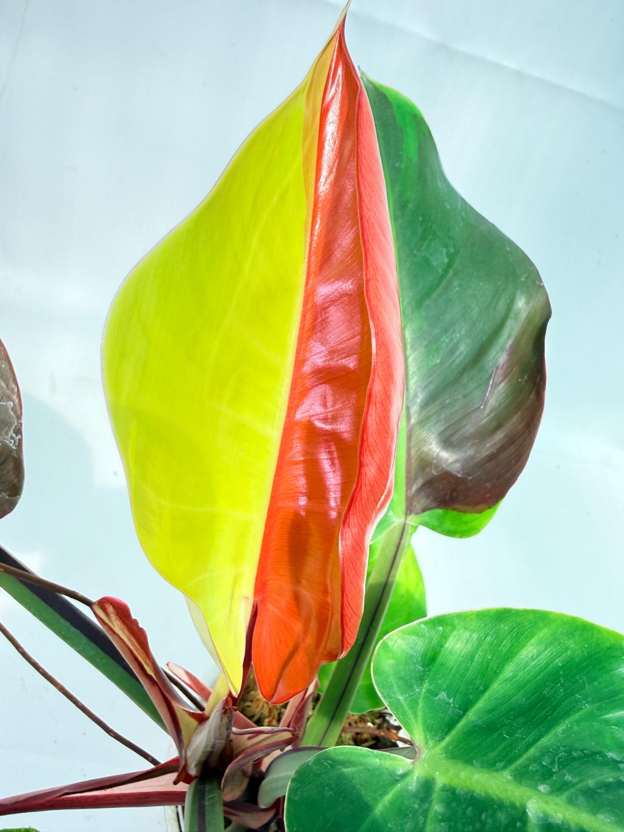 Philodendron Yellow Flame variegata 5