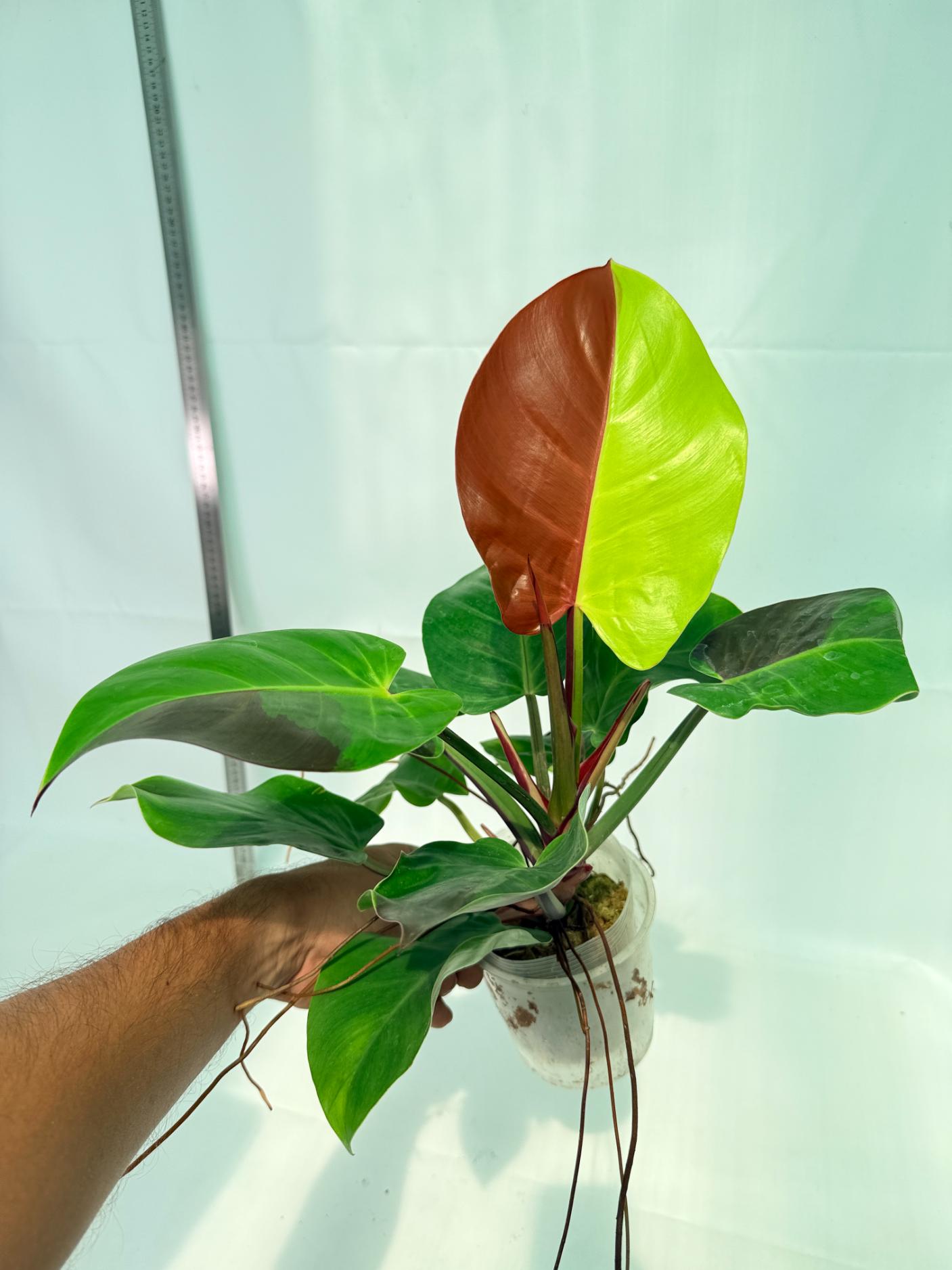Philodendron Yellow Flame variegata 10