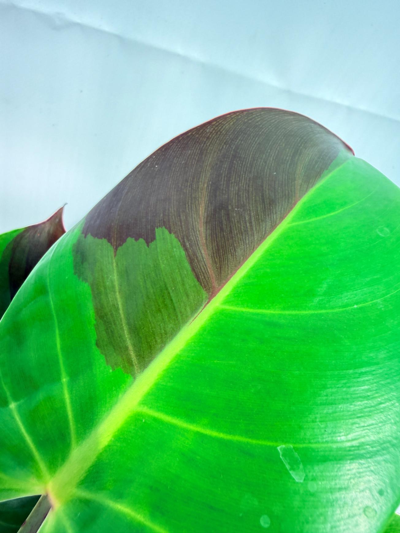 Philodendron Yellow Flame variegata 9