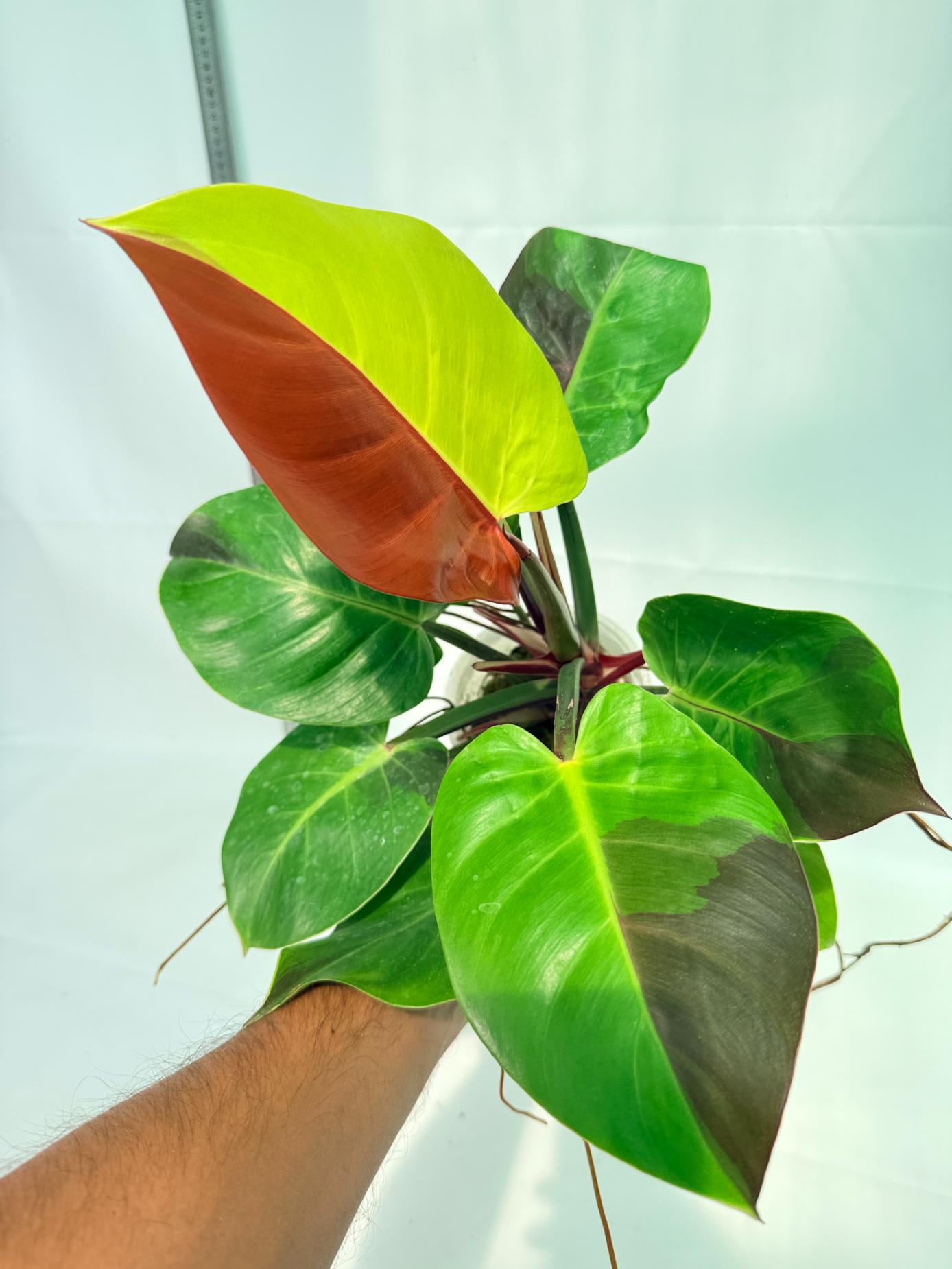 Philodendron Yellow Flame variegata 3