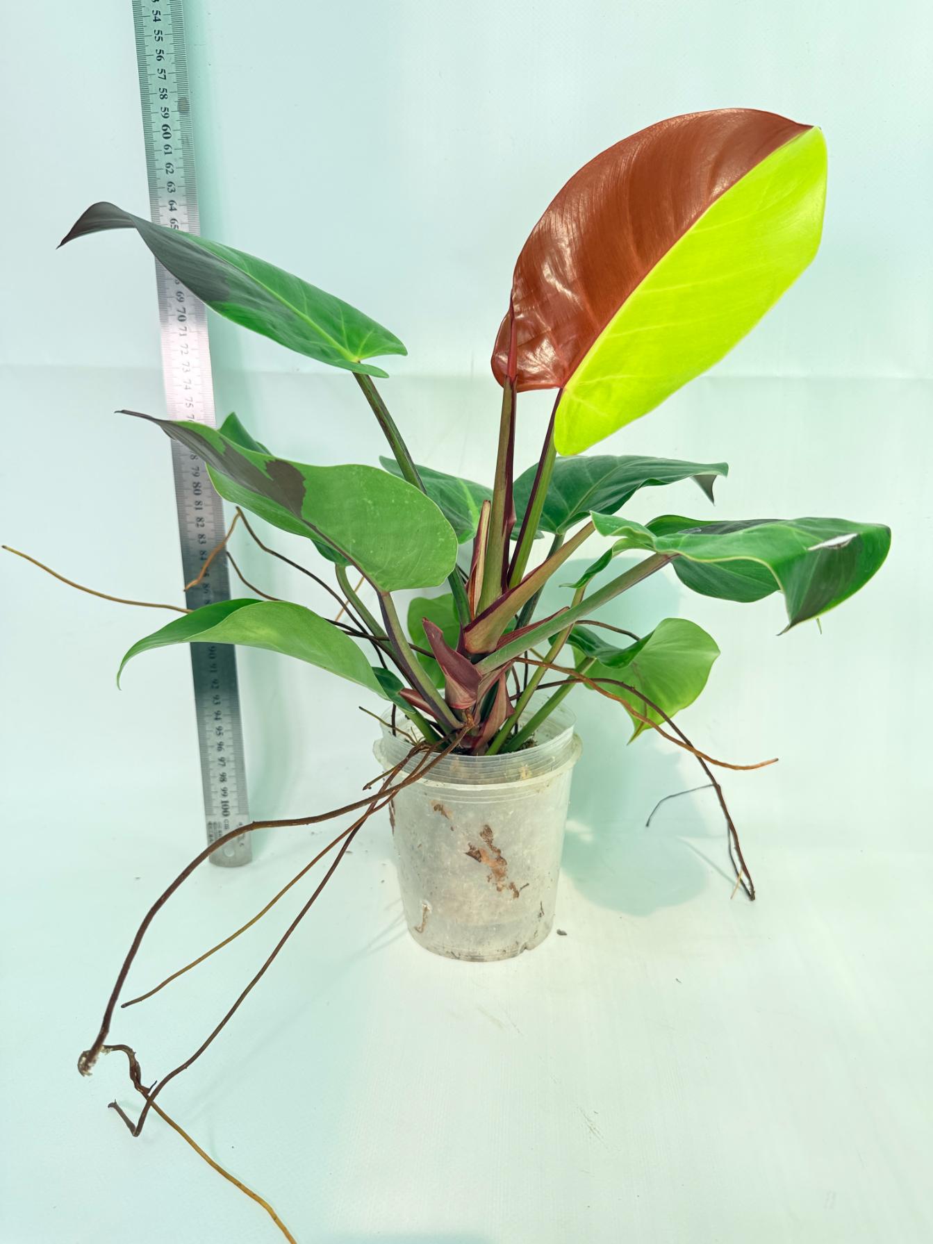 Philodendron Yellow Flame variegata 1
