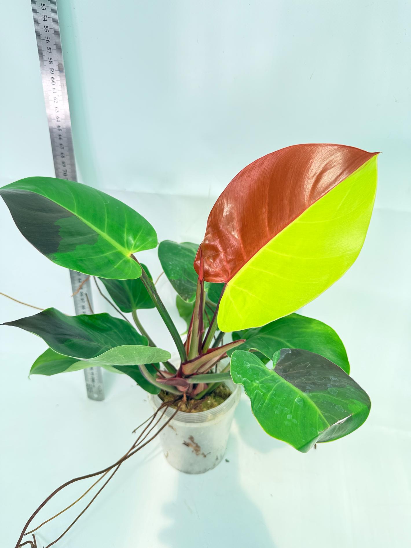 Philodendron Yellow Flame variegata 5