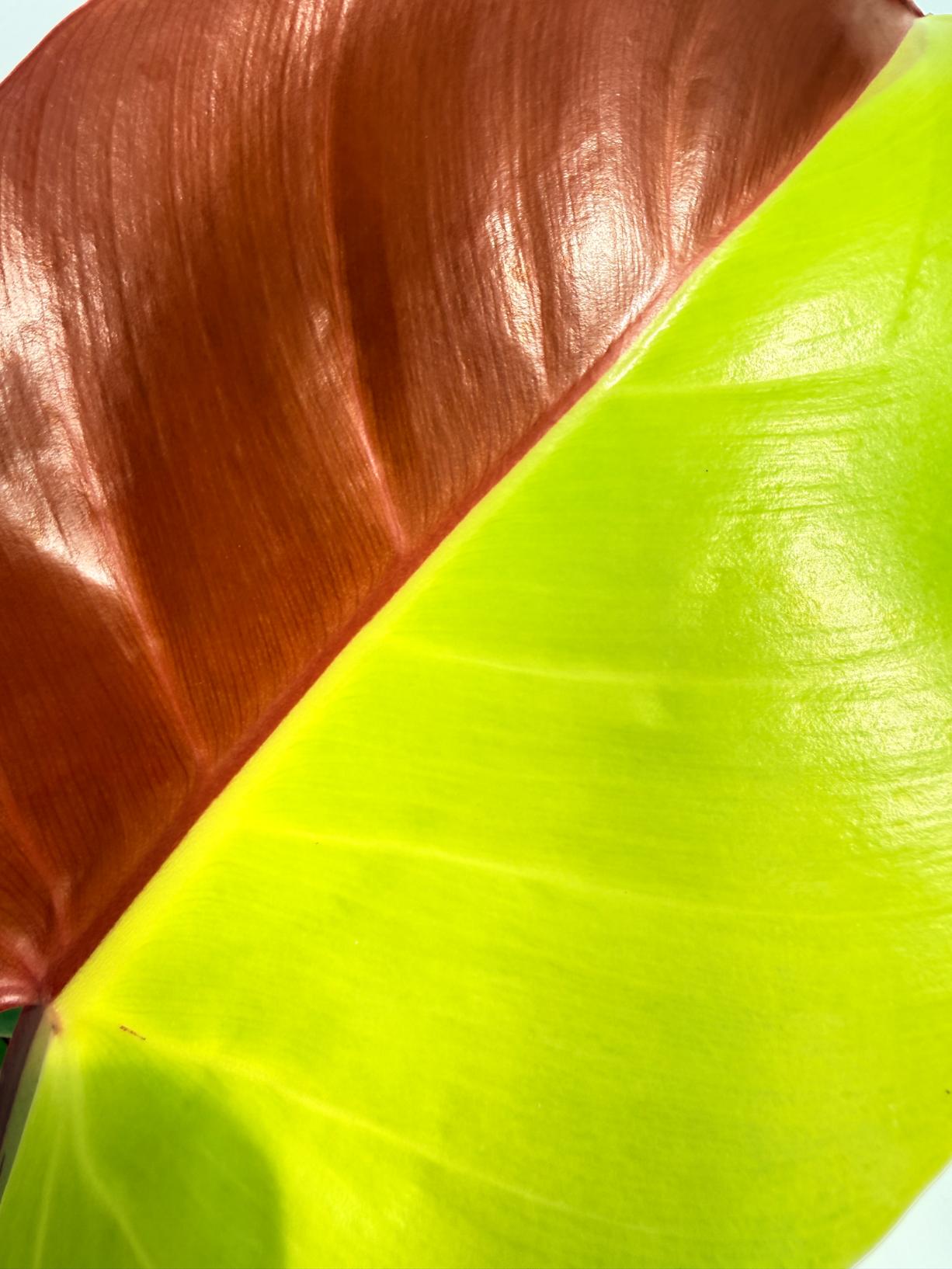 Philodendron Yellow Flame variegata 6