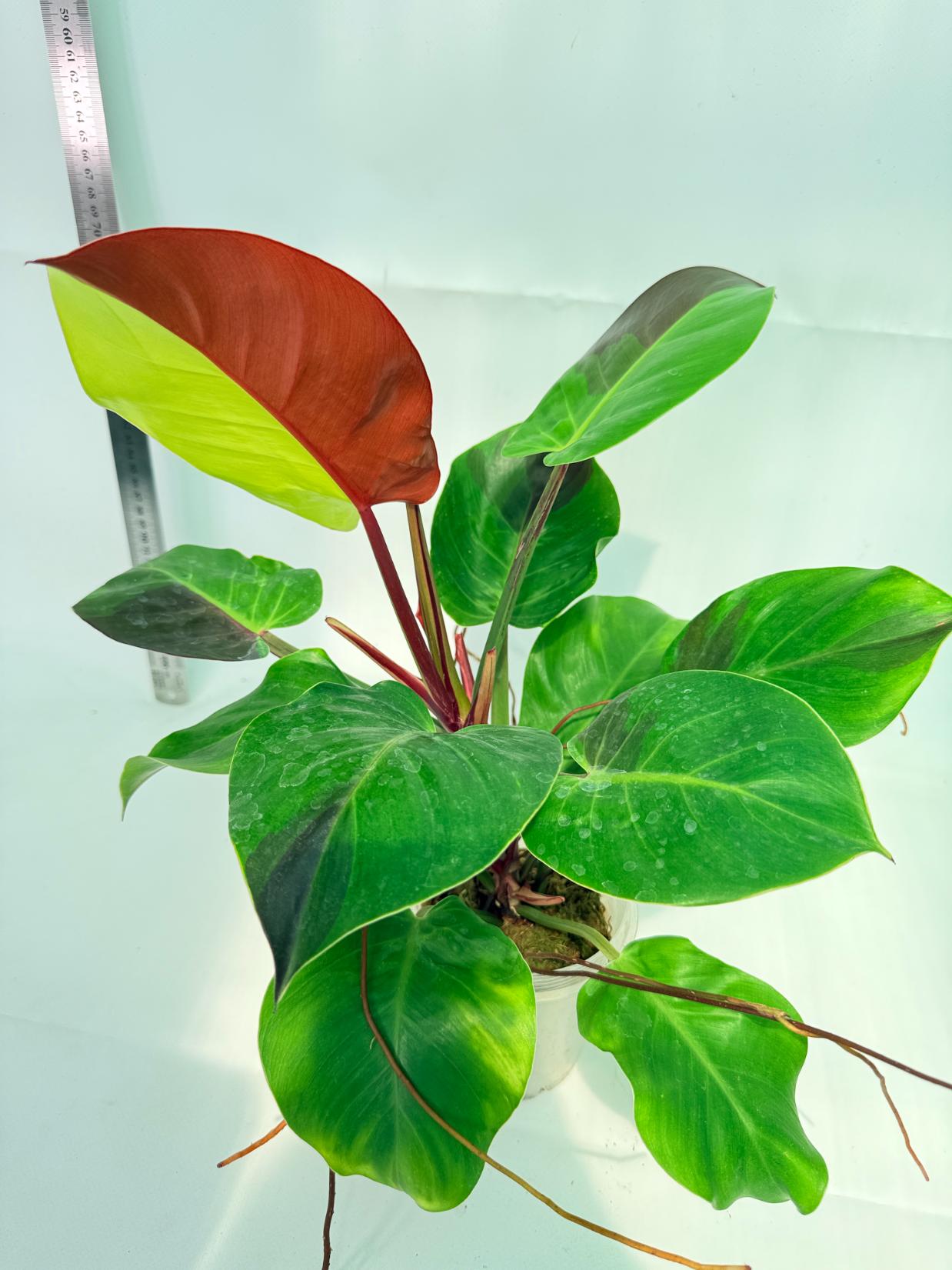 Philodendron Yellow Flame variegata 8