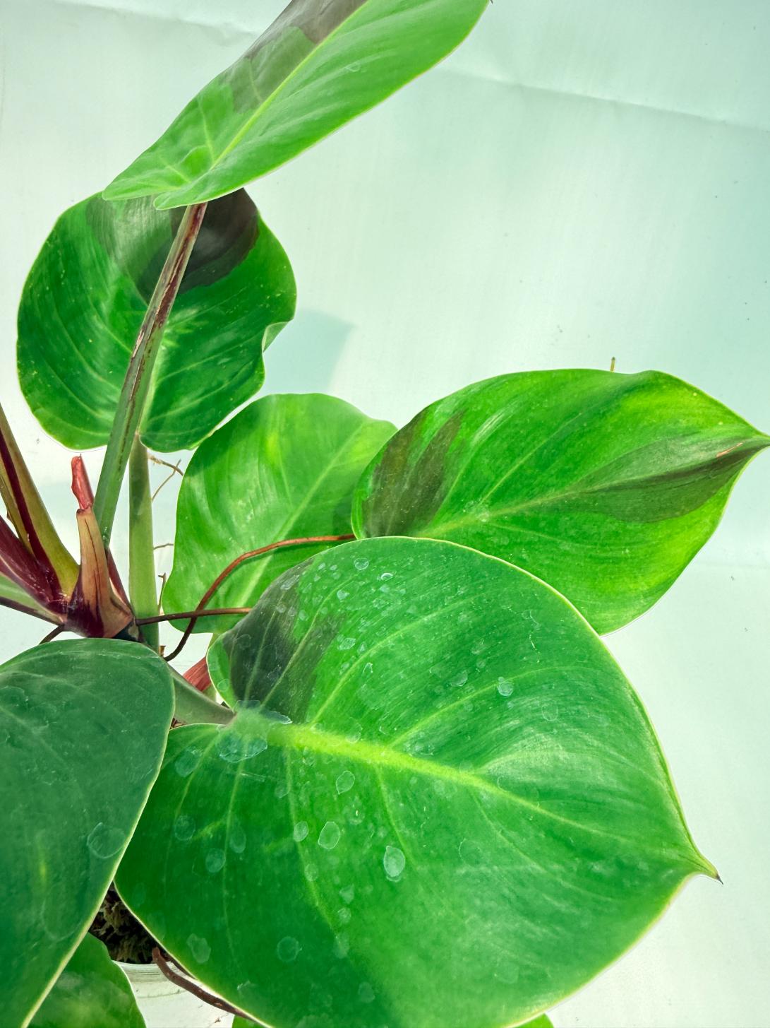 Philodendron Yellow Flame variegata 7