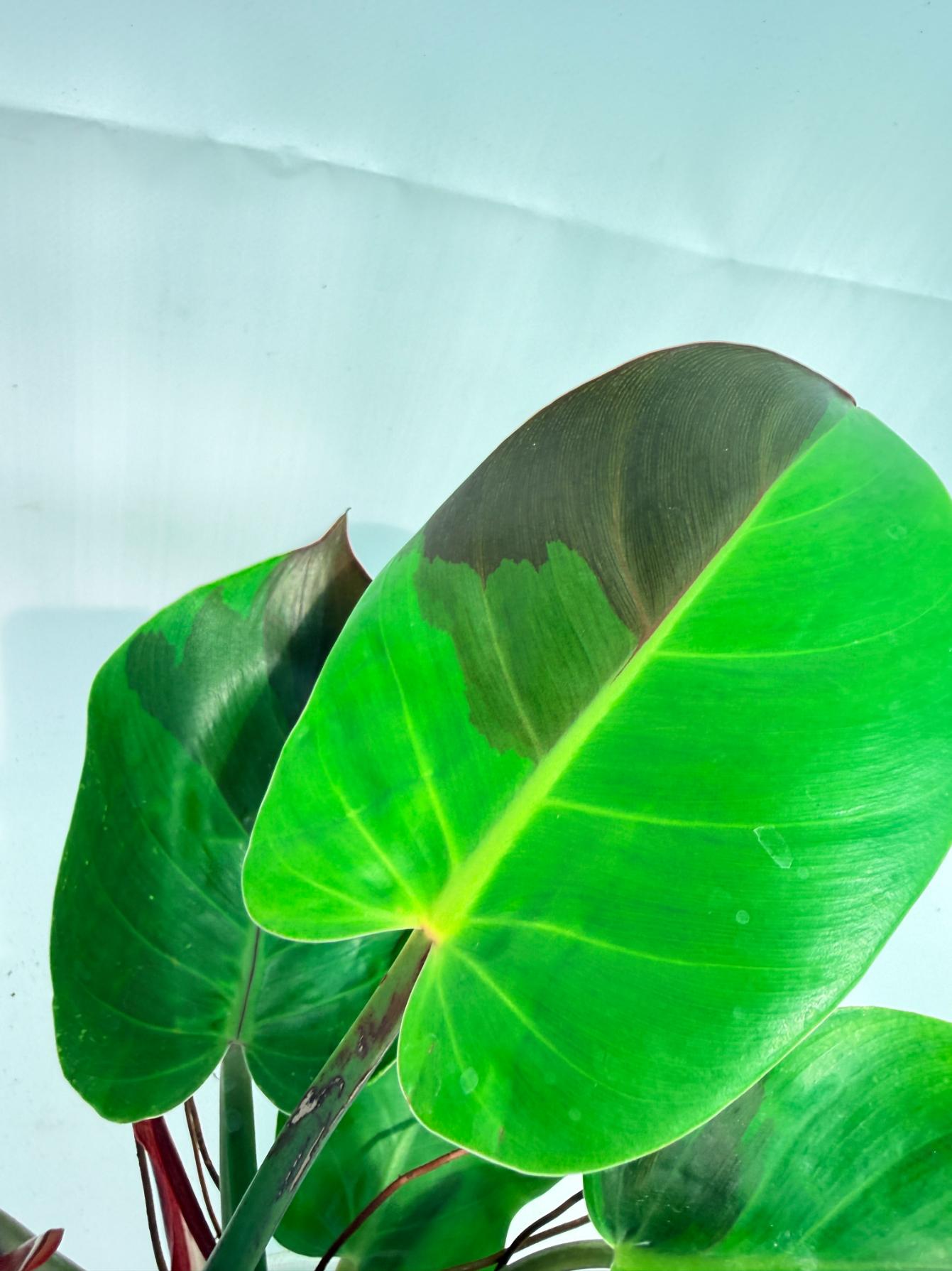 Philodendron Yellow Flame variegata 4