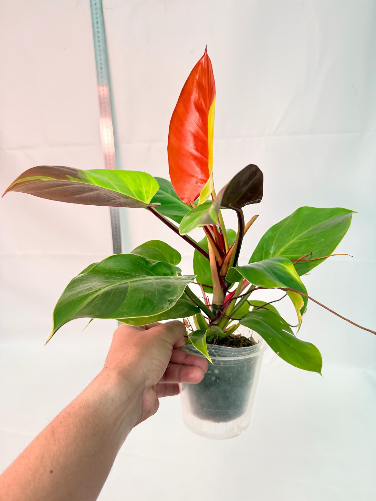 Philodendron Yellow Flame variegata 3