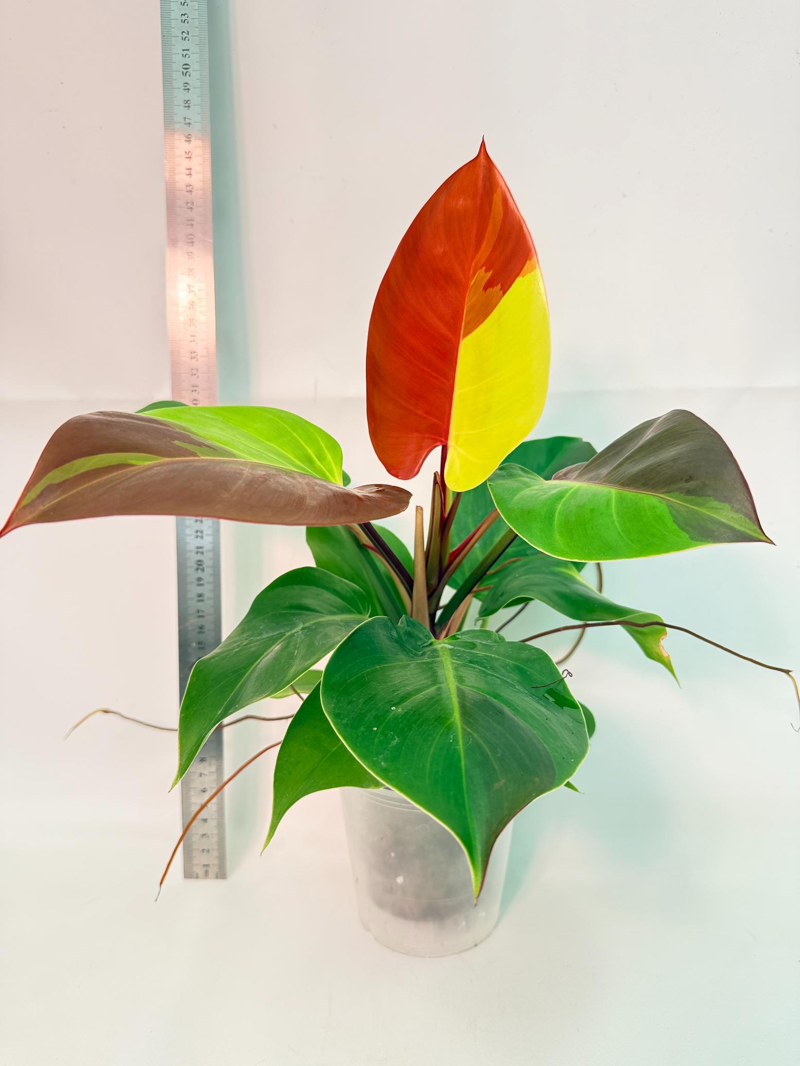 Philodendron Yellow Flame variegata 1