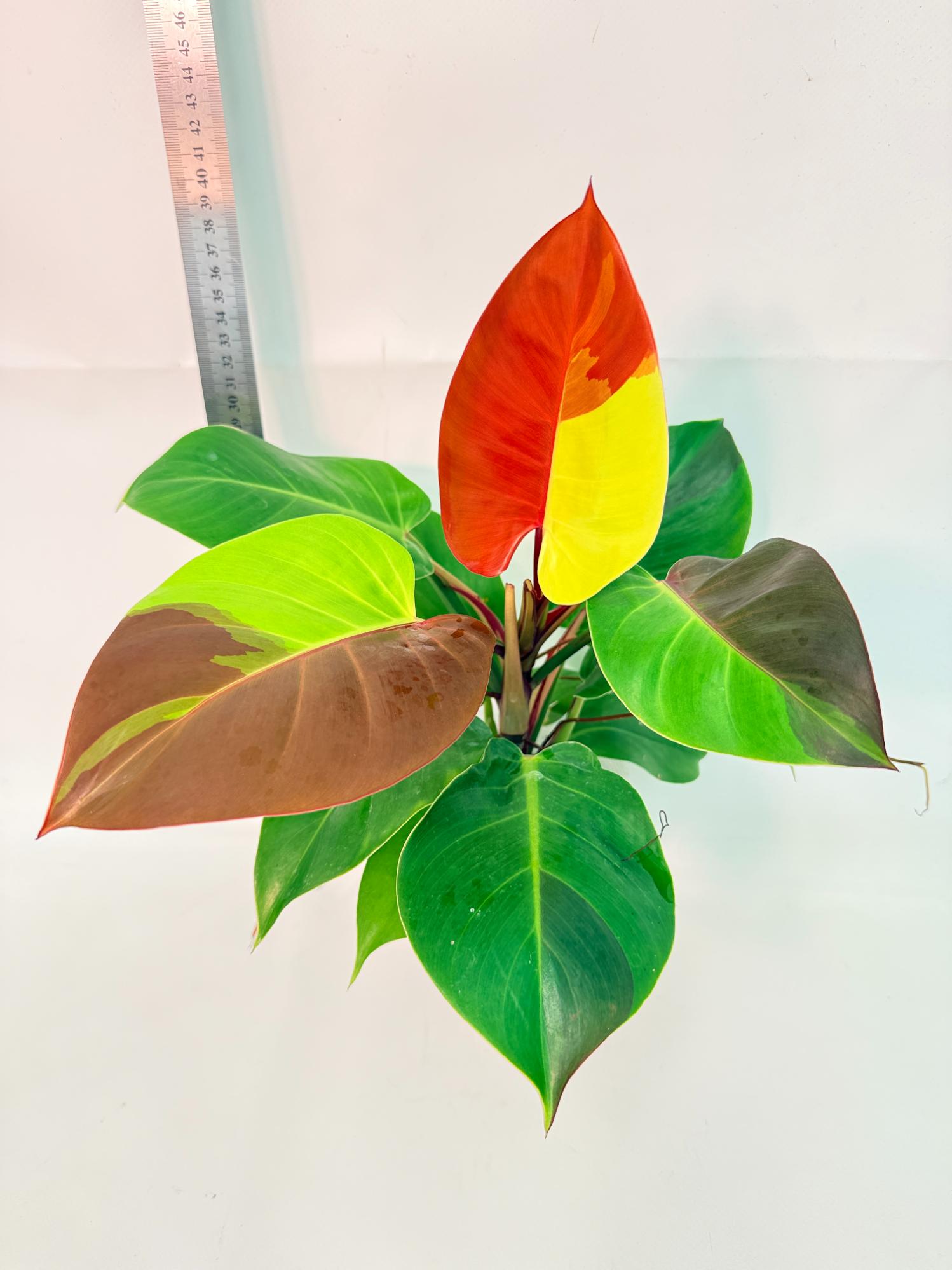 Philodendron Yellow Flame variegata 4