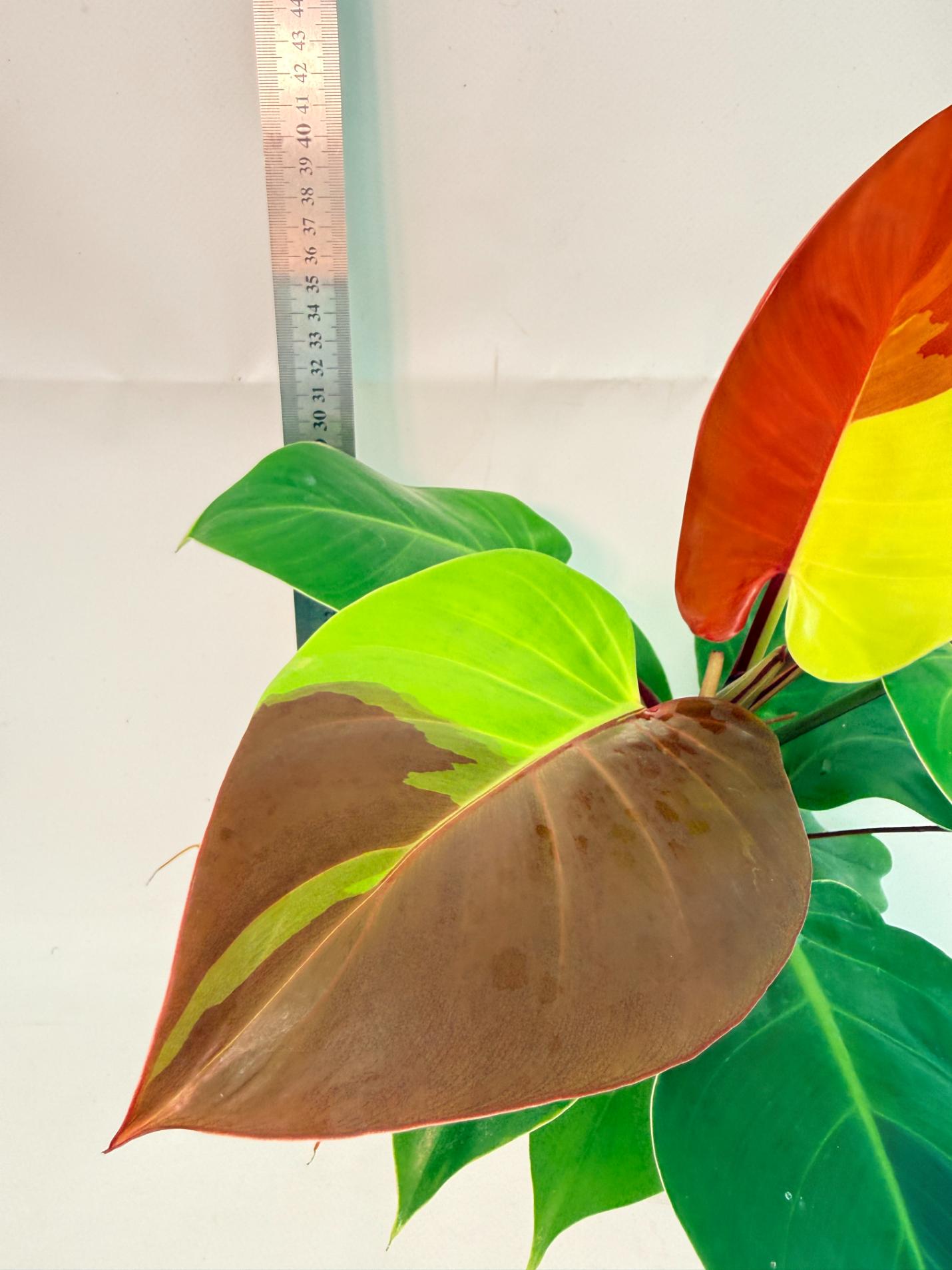 Philodendron Yellow Flame variegata 5