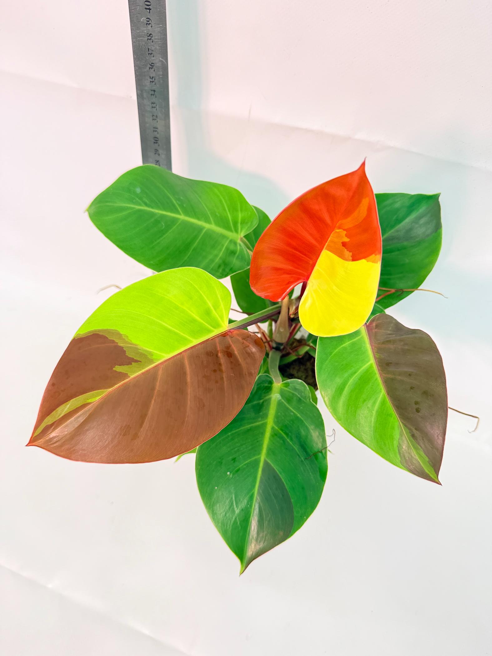 Philodendron Yellow Flame variegata 6