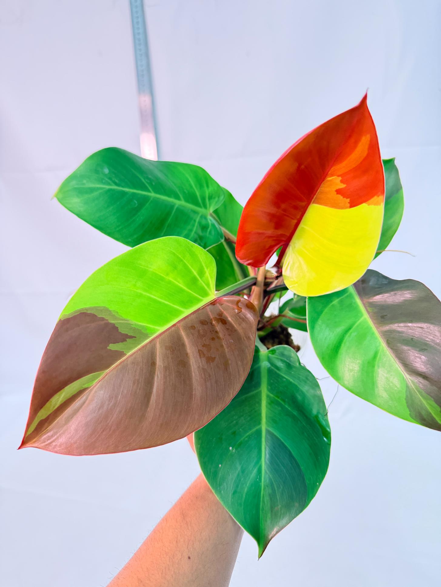 Philodendron Yellow Flame variegata 7